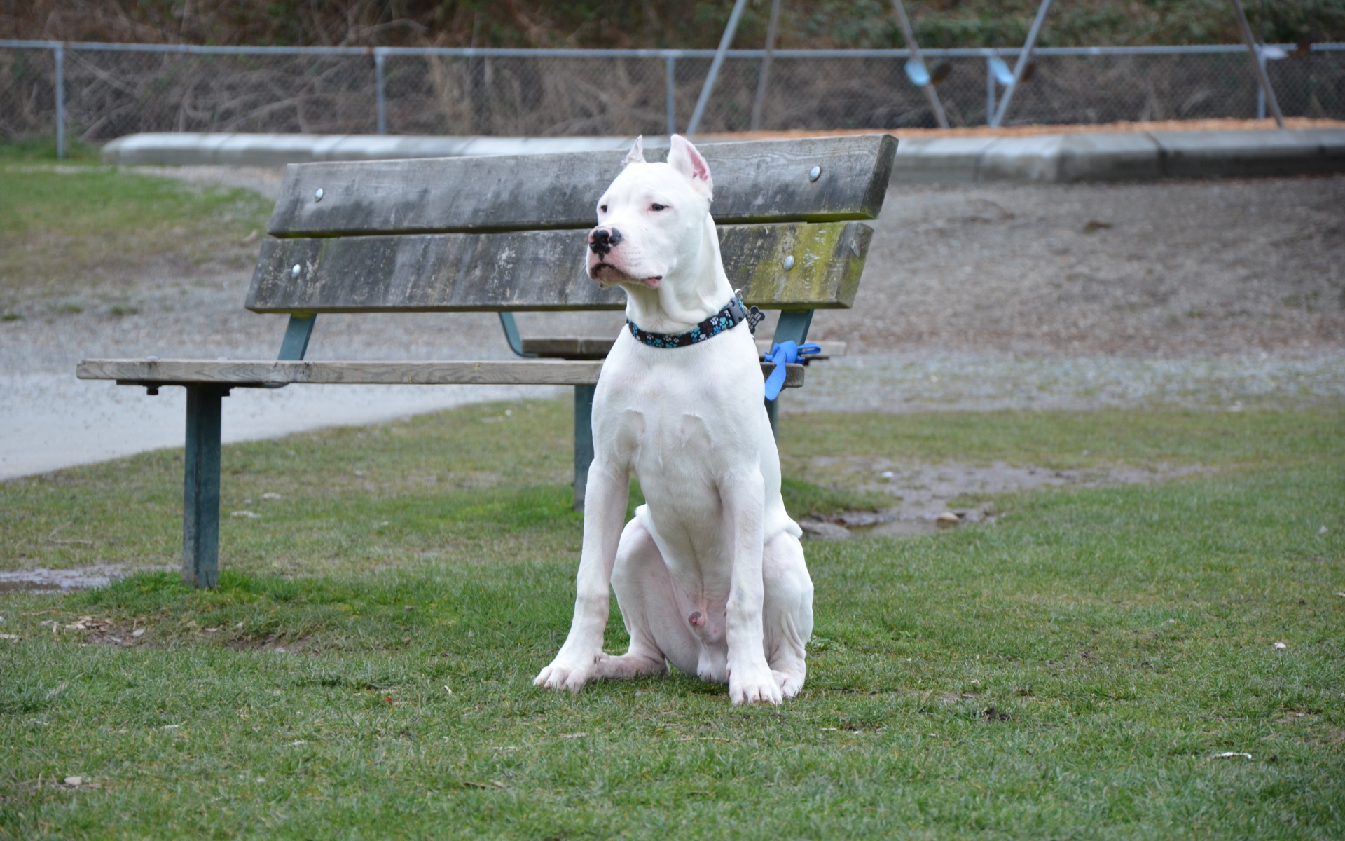 Аргентинский дог охраняет лавку