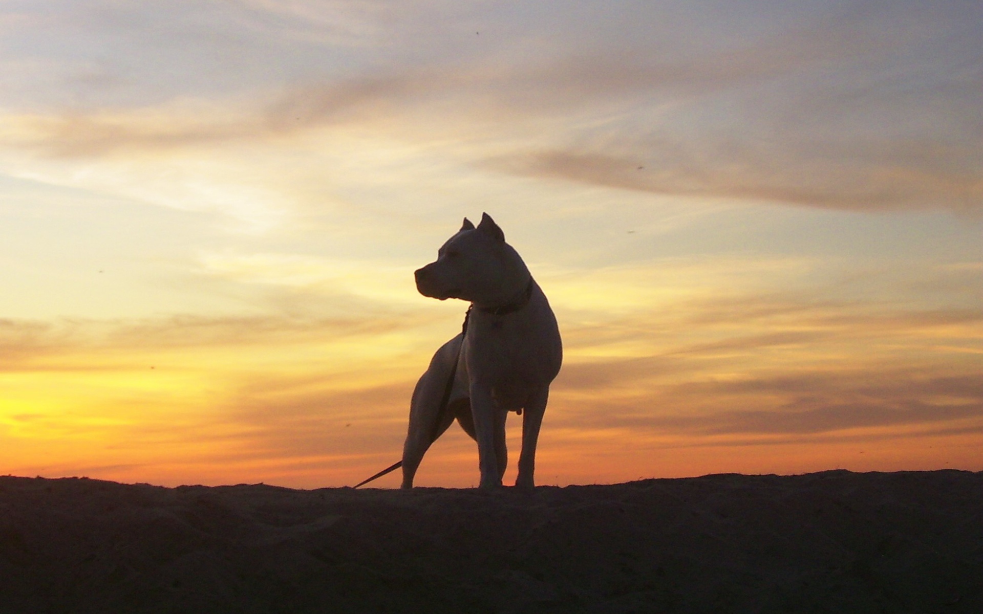 Аргентинский дог на фоне заката