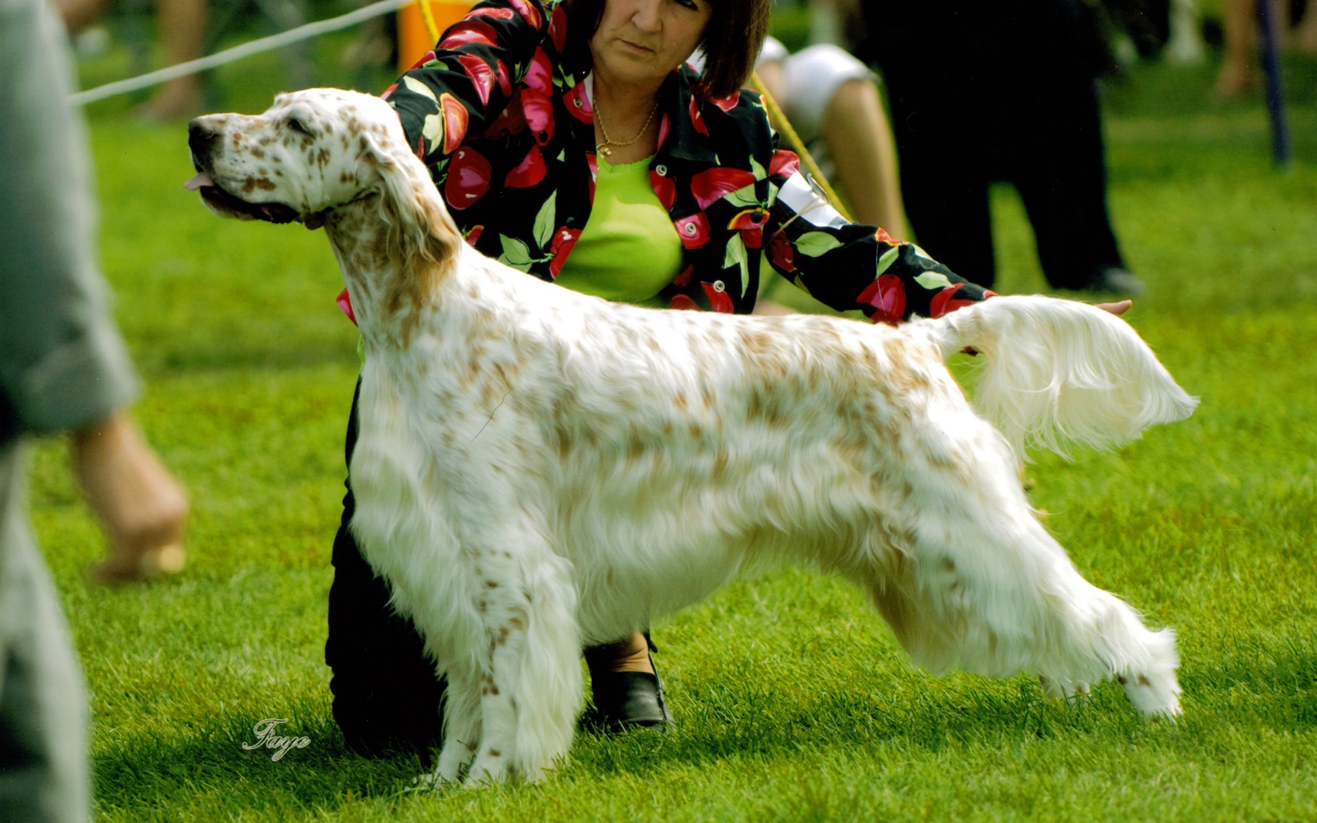 Английский сеттер на собачьей выставке
