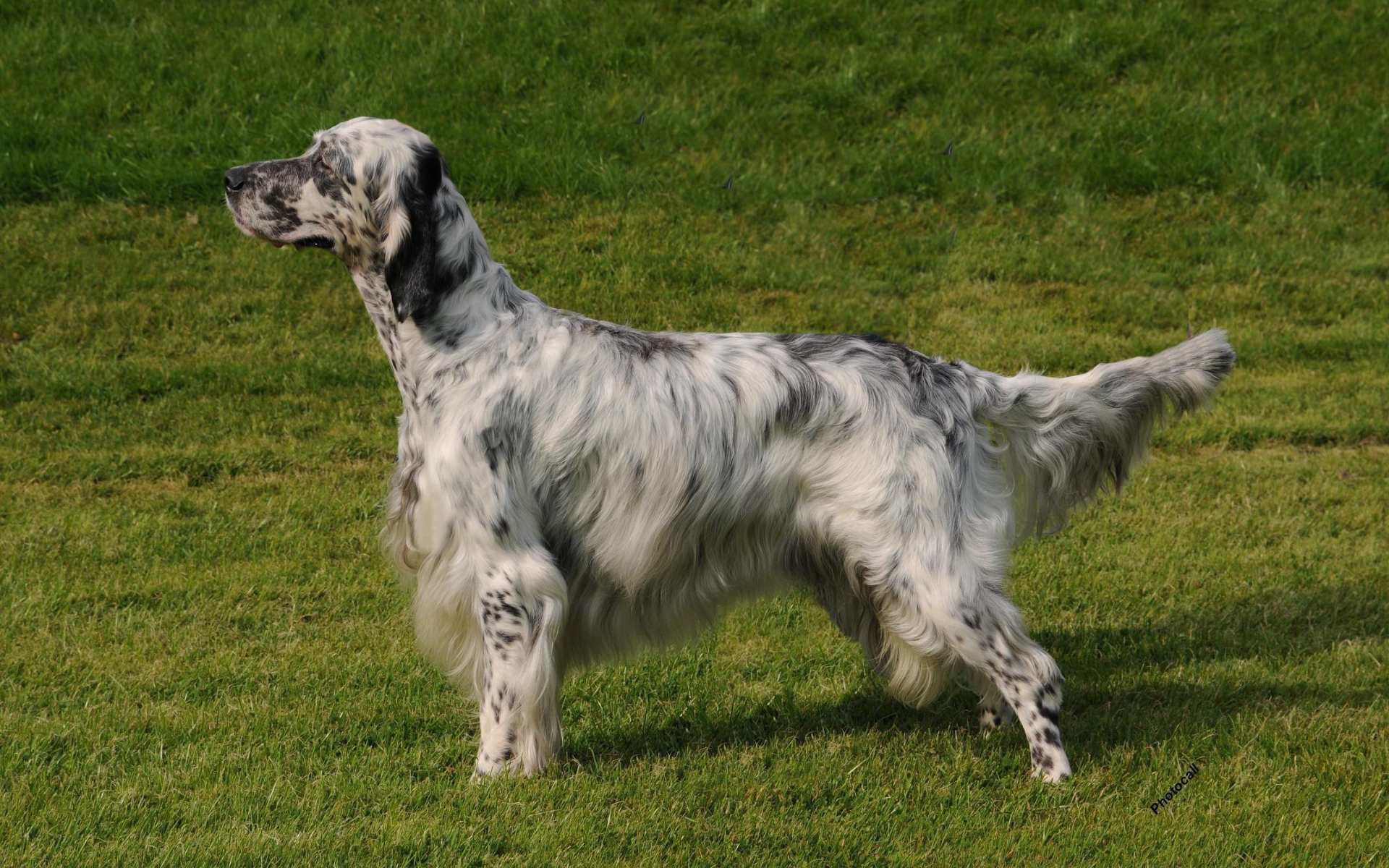 Английский сеттер на природе