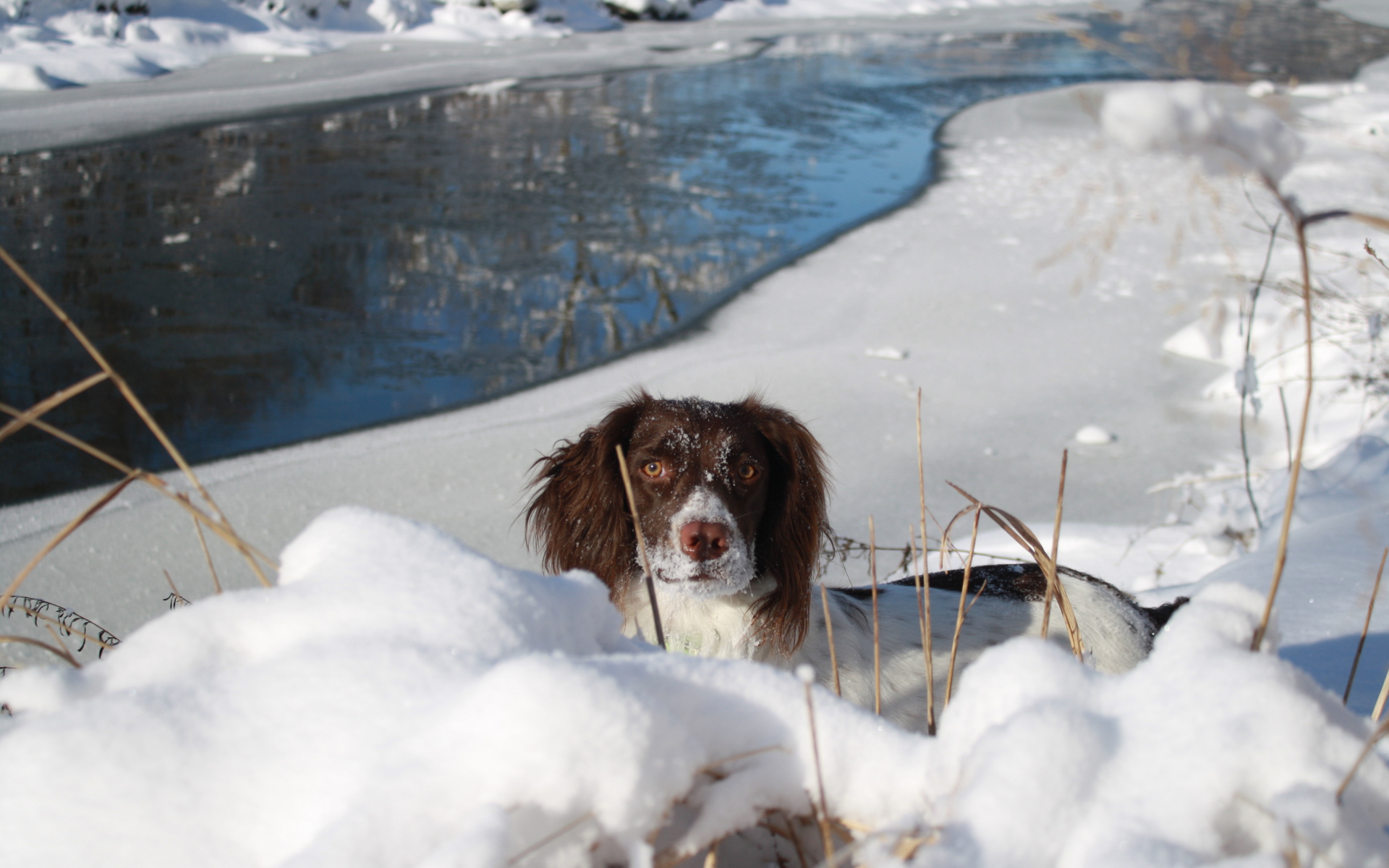 Английский спрингер-спаниель в сугробе