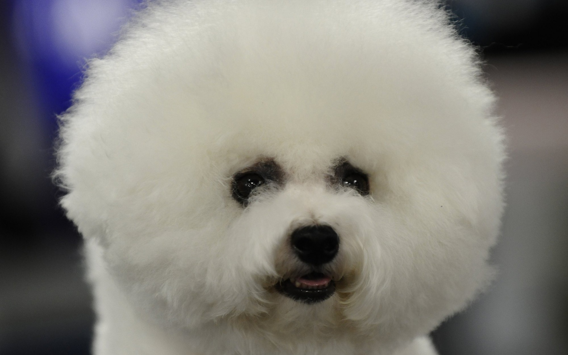 Пушистая собака породы бишон-фриз