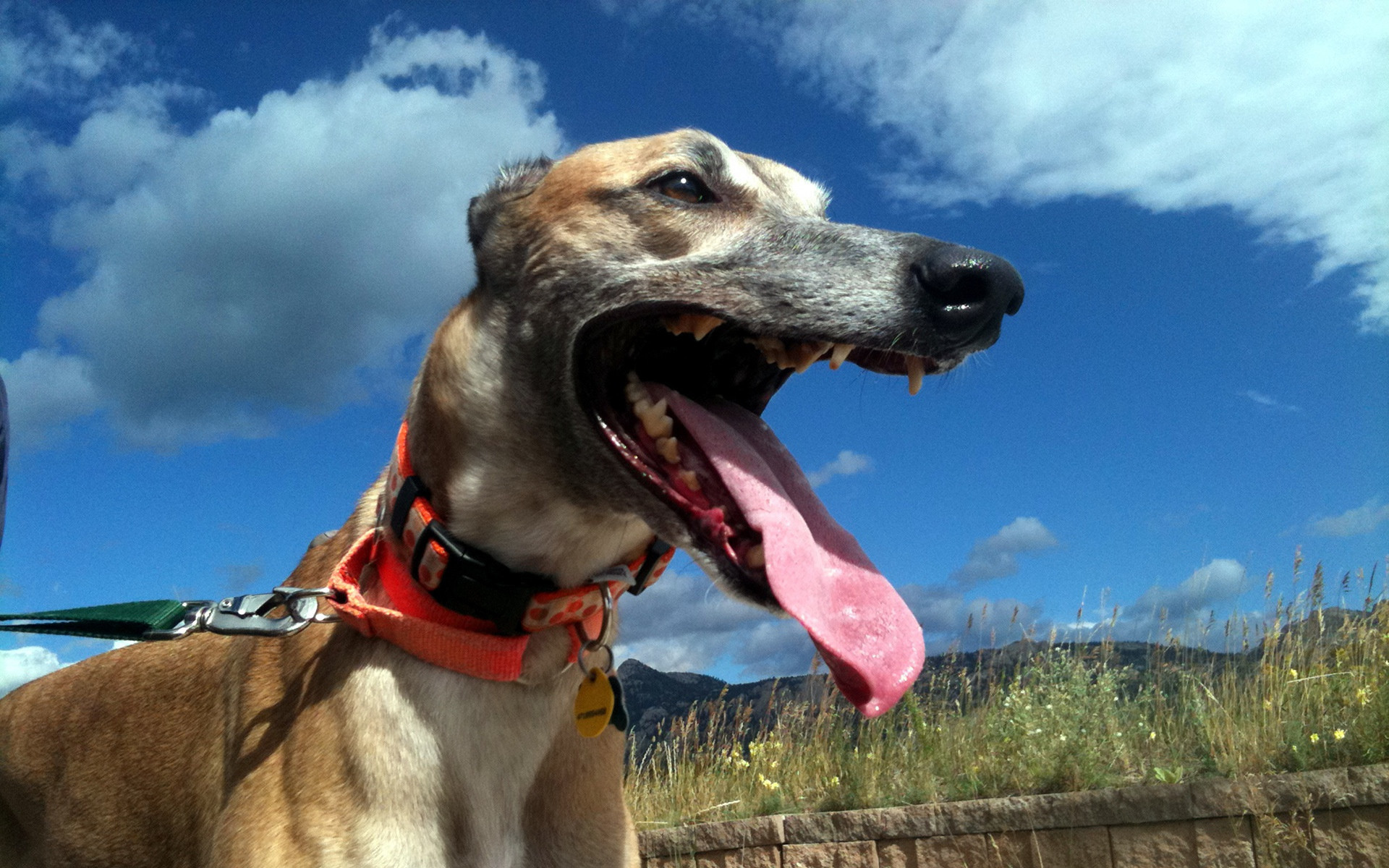 Грейхаунд в итальянских полях