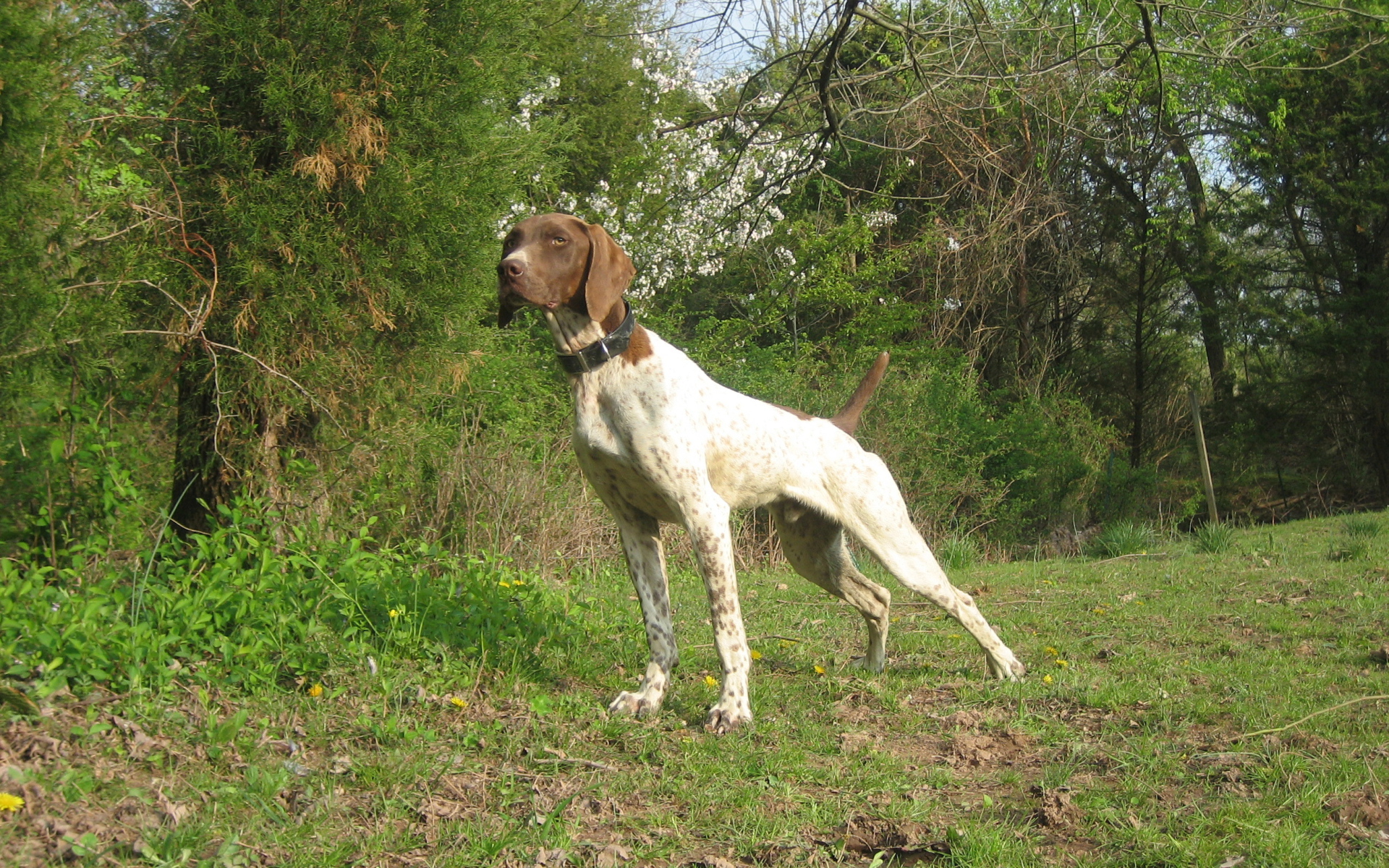 Немецкий Пойнтер в лесу