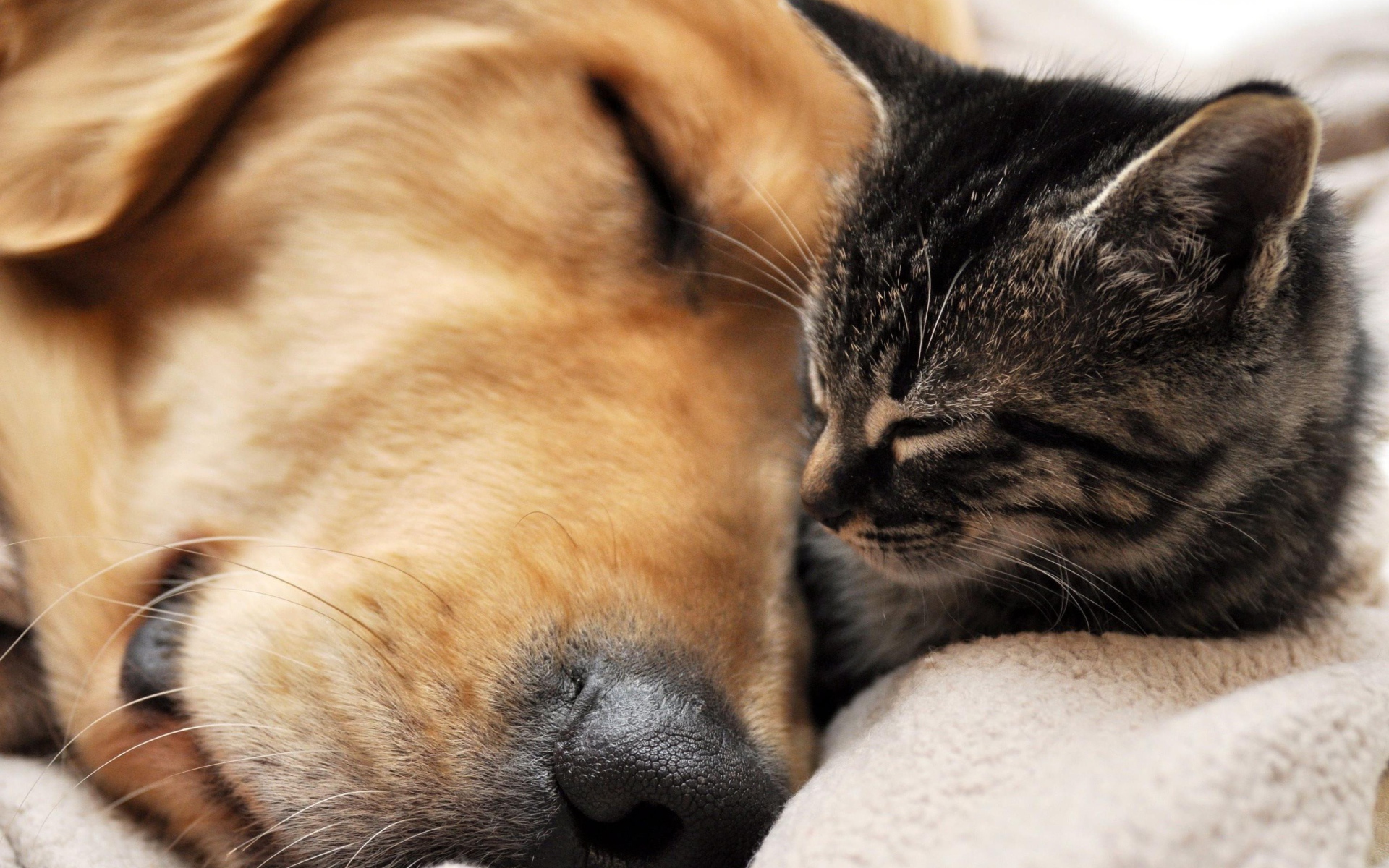 Golden terrier is sleeping with a cat