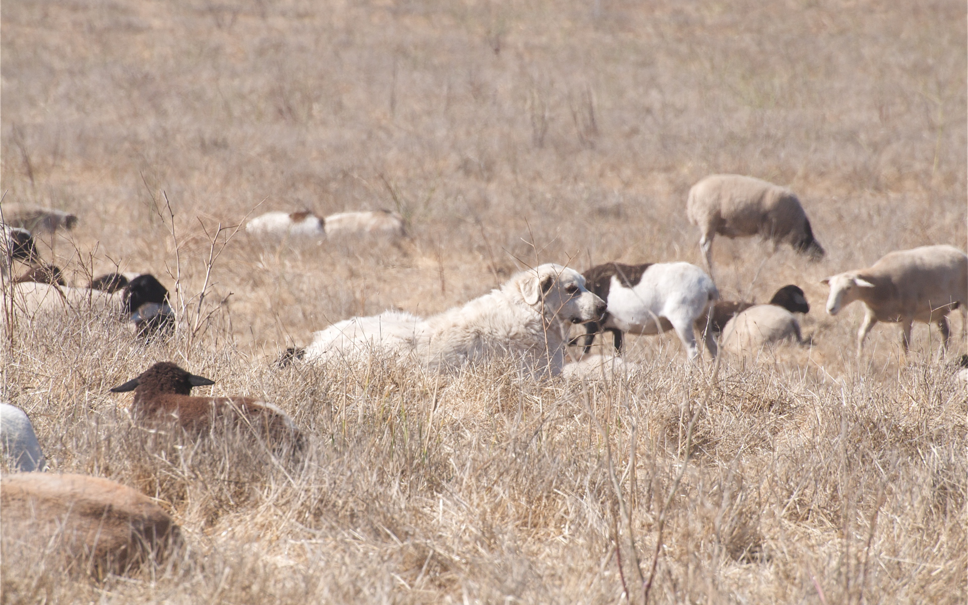 Большая пиренейская собака пасёт скот