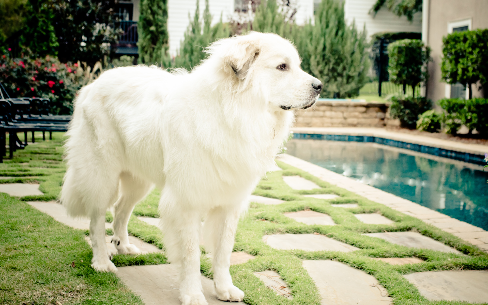 Большая пиренейская собака стоит возле бассейна