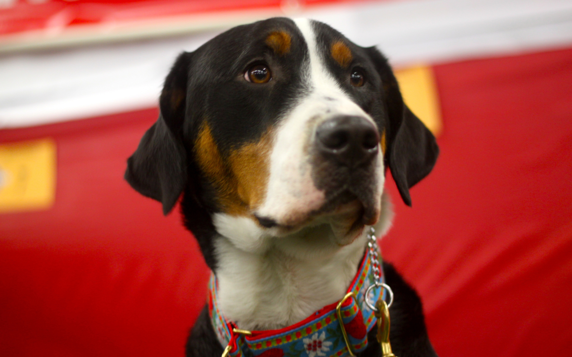 Большой швейцарский зенненхунд с грустными глазами на красном фоне