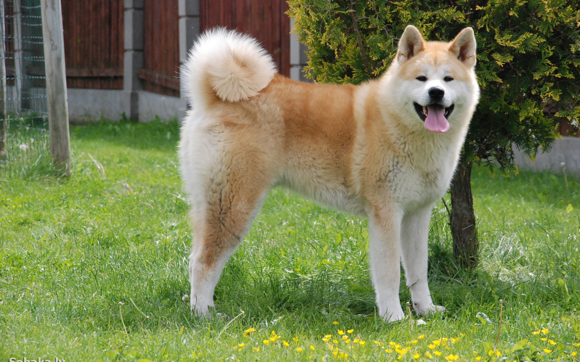 Счастливая акита-ину