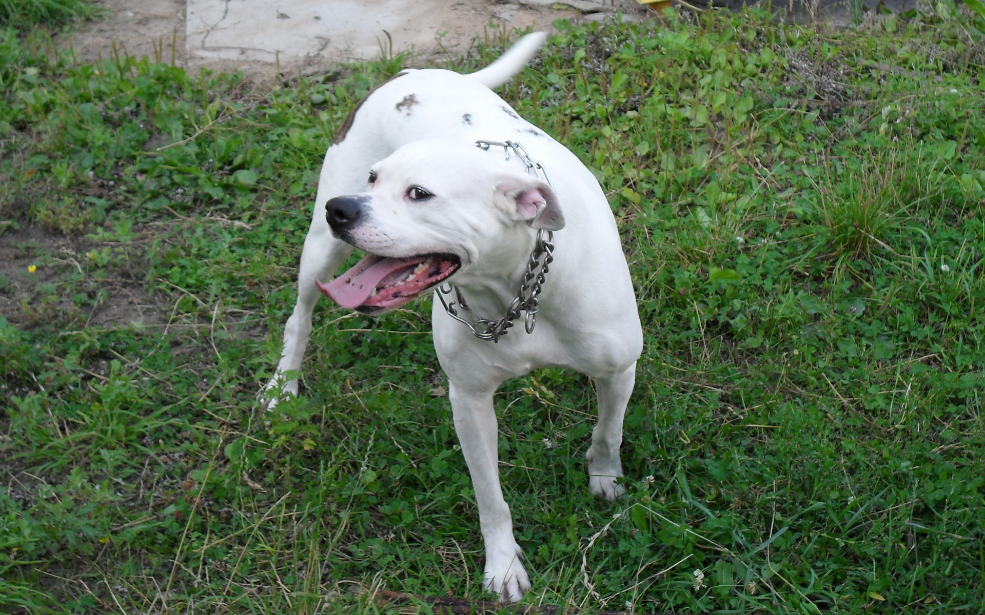 Счастливый американский бульдог