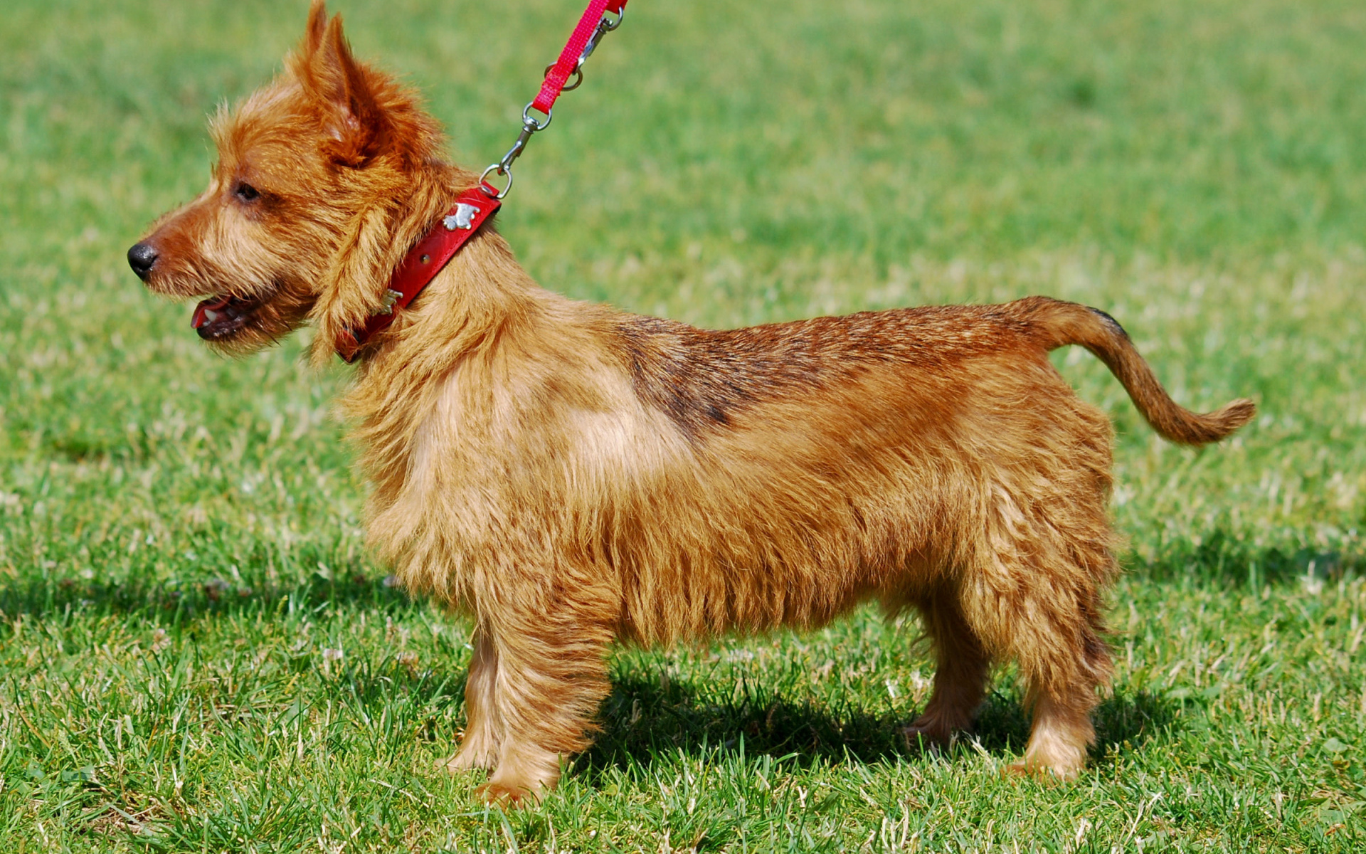 Счастливый австралийский терьер гуляет с хозяином