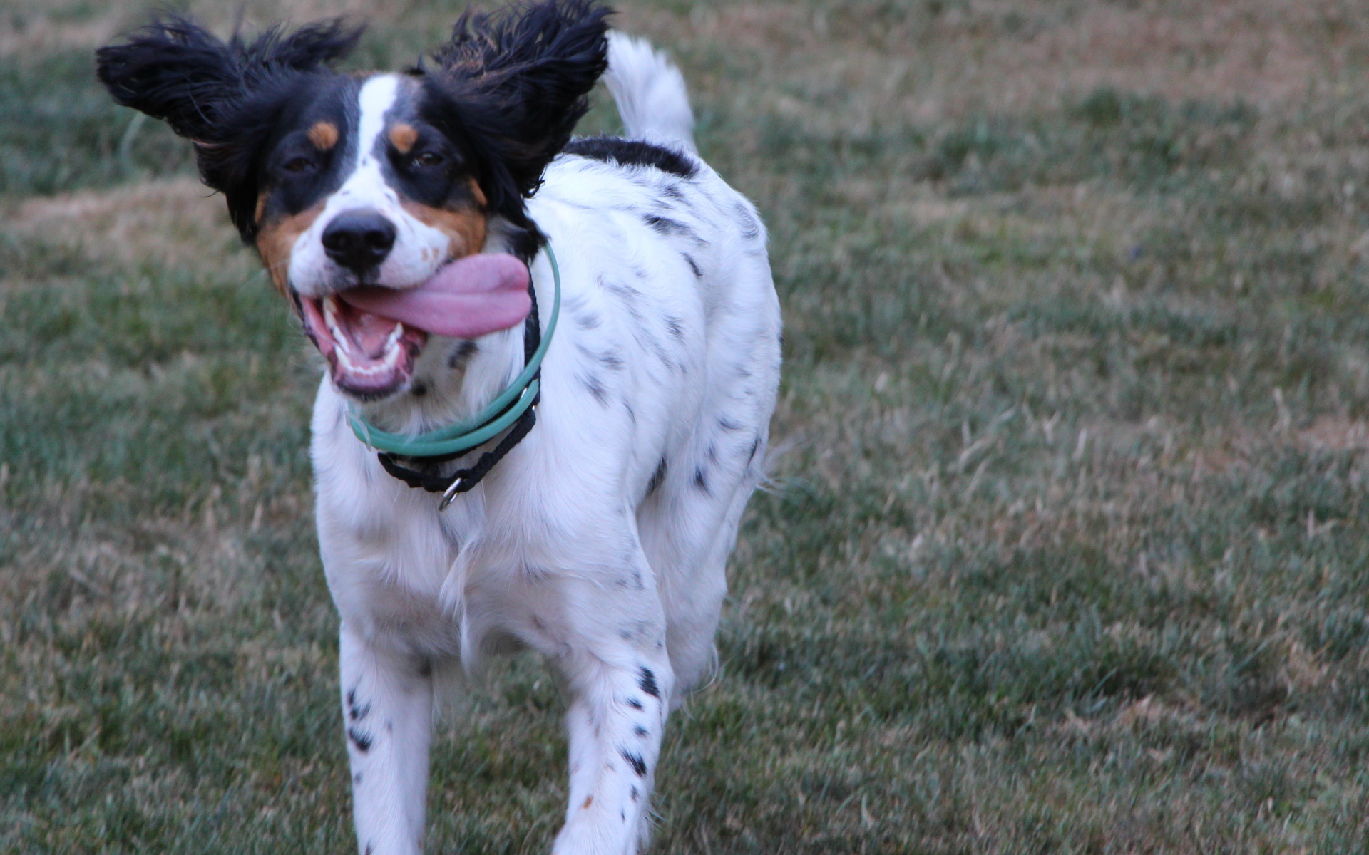 Счастливый английский сеттер бежит к хозяину