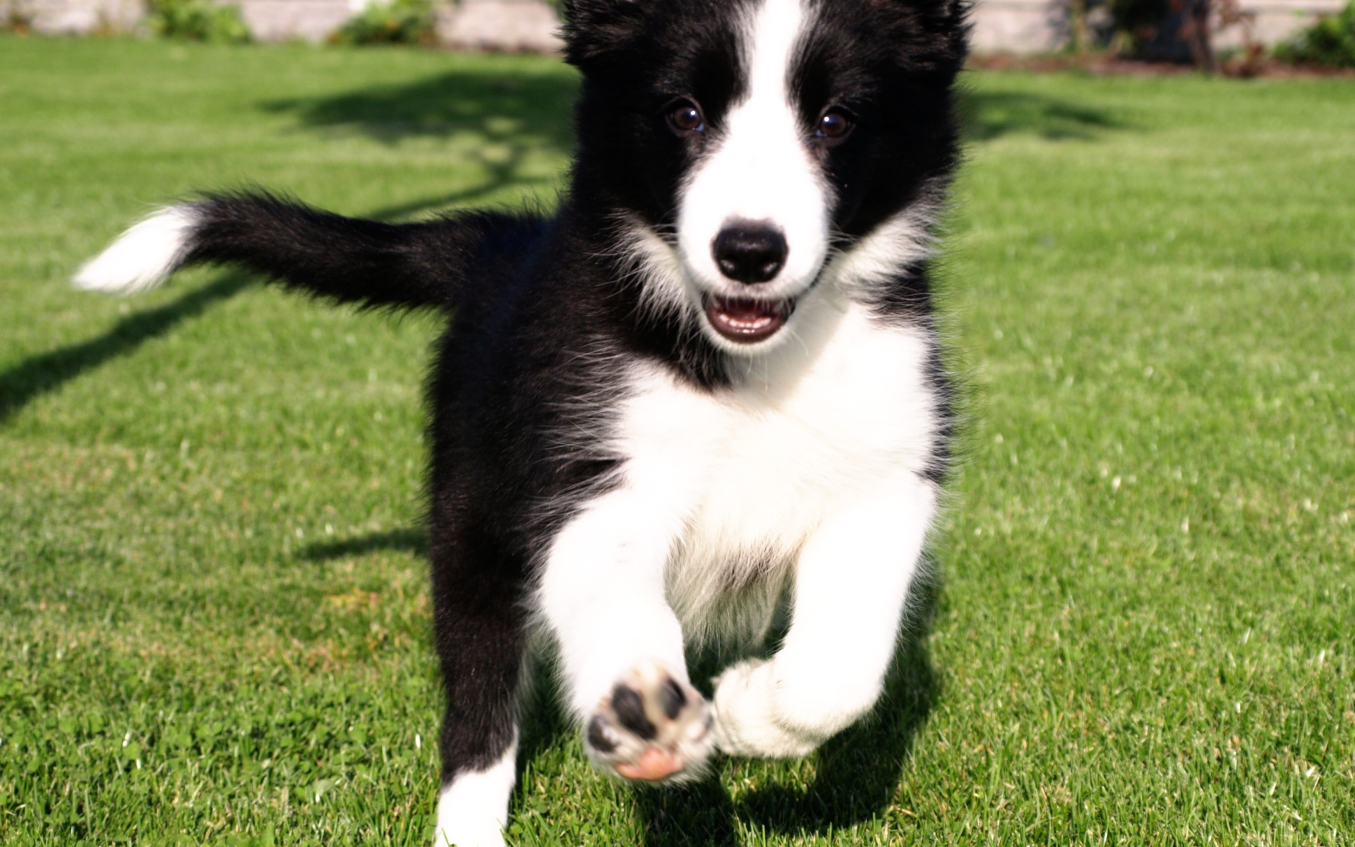 Счастливый щенок бордер-колли бежит по траве