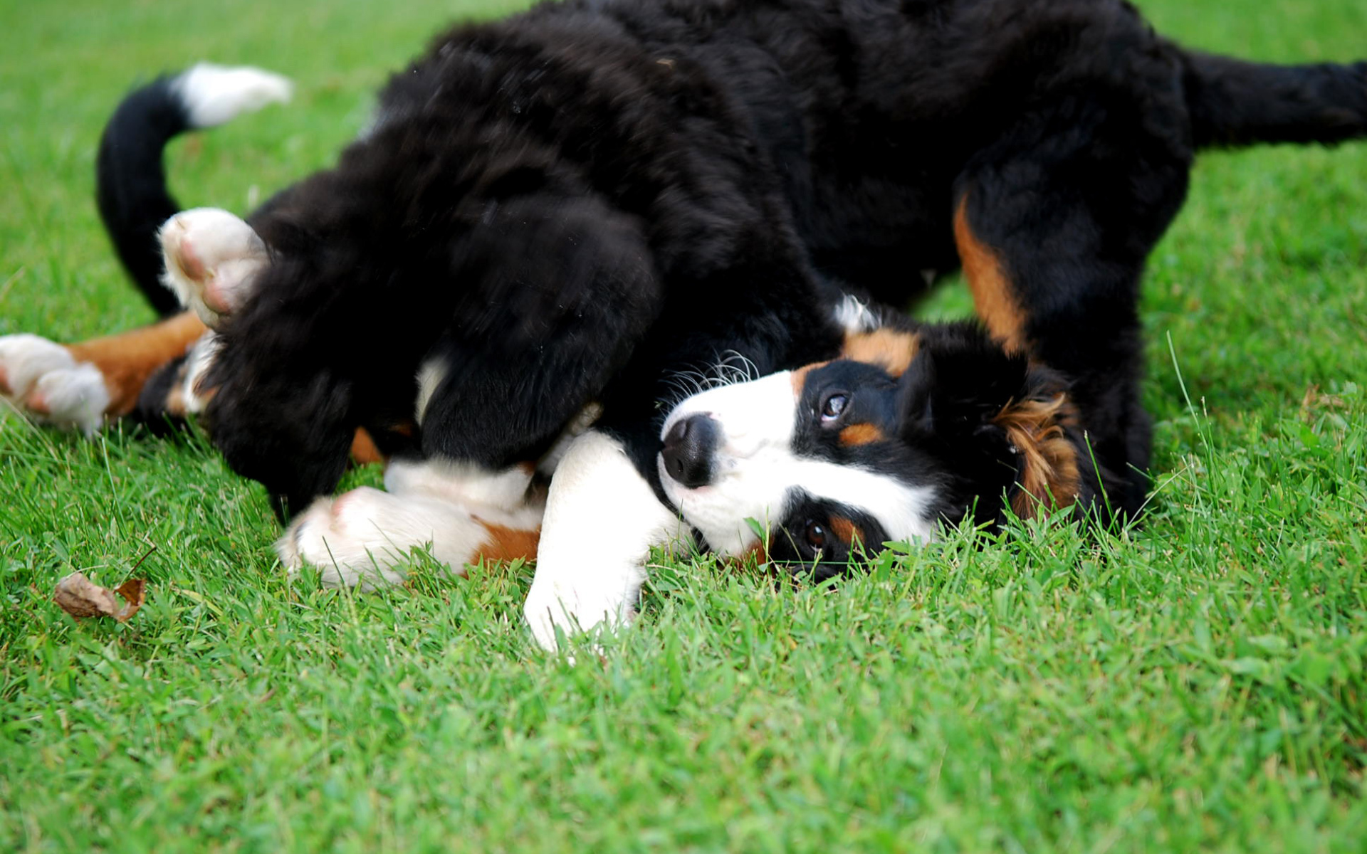 Счастливые щенки бернской пастушьей собаки играют на газоне
