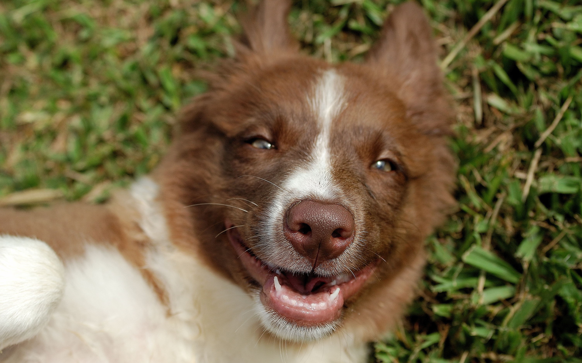 Счастливая рыжая бордер-колли