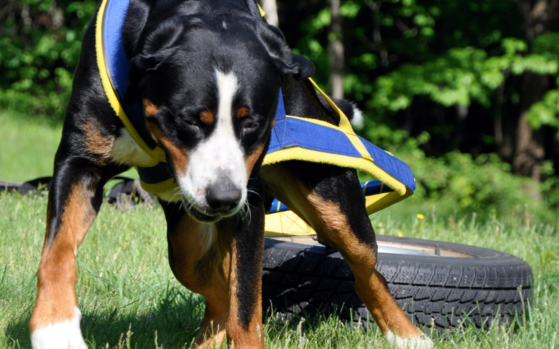 Ленивый большой швейцарский зенненхунд