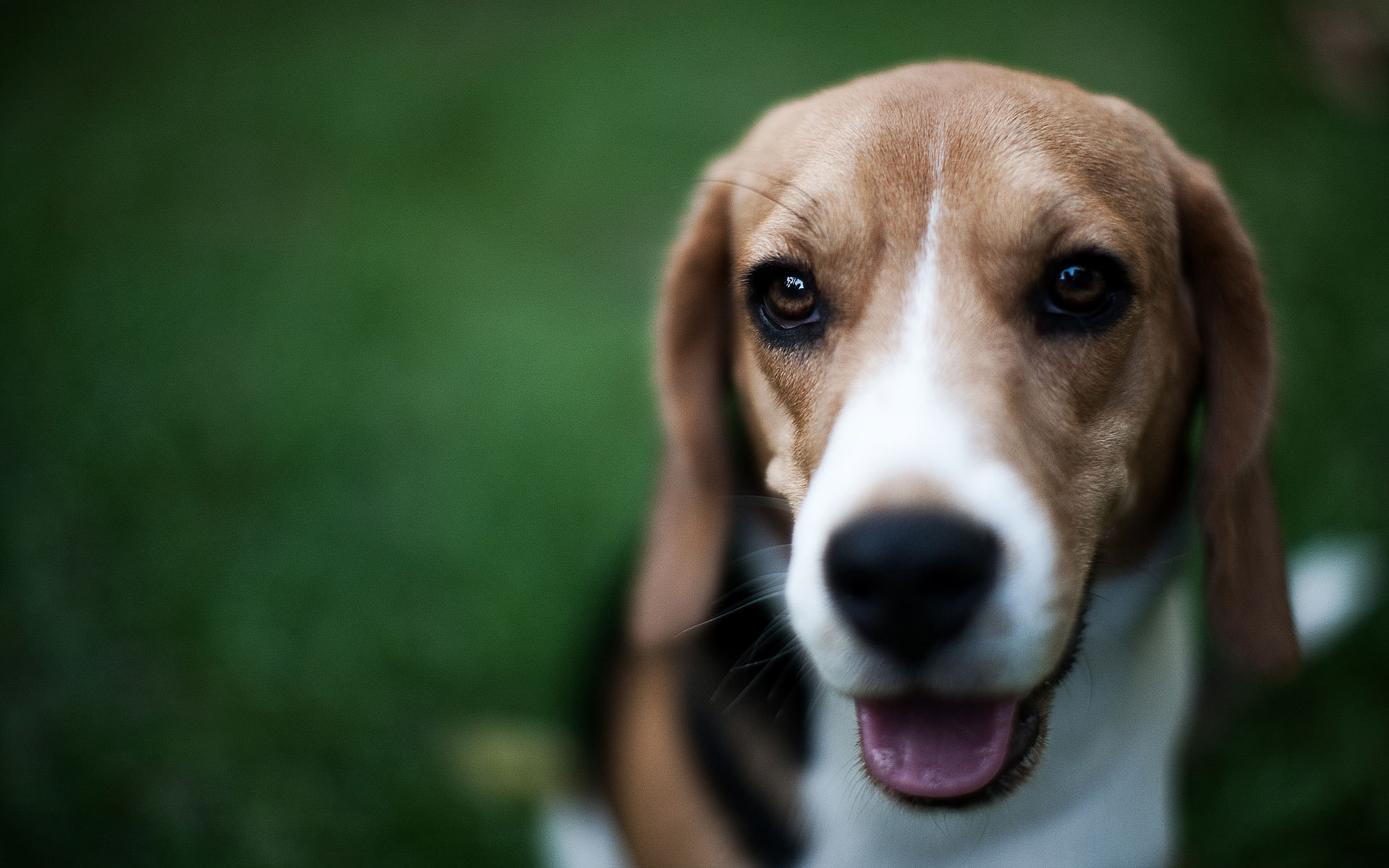 Маленький милый Грейхаунд