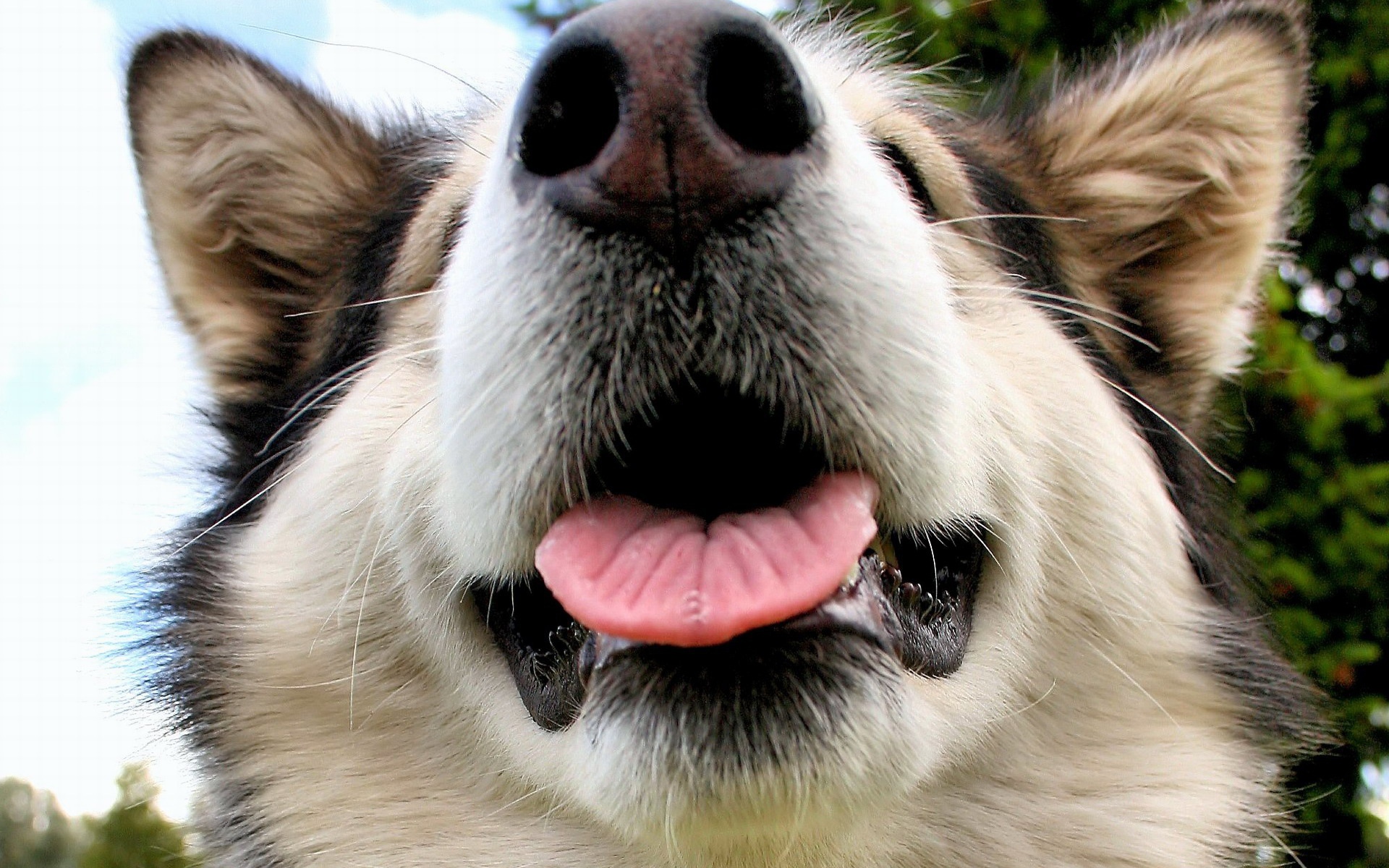 Морда Аляскинского маламута