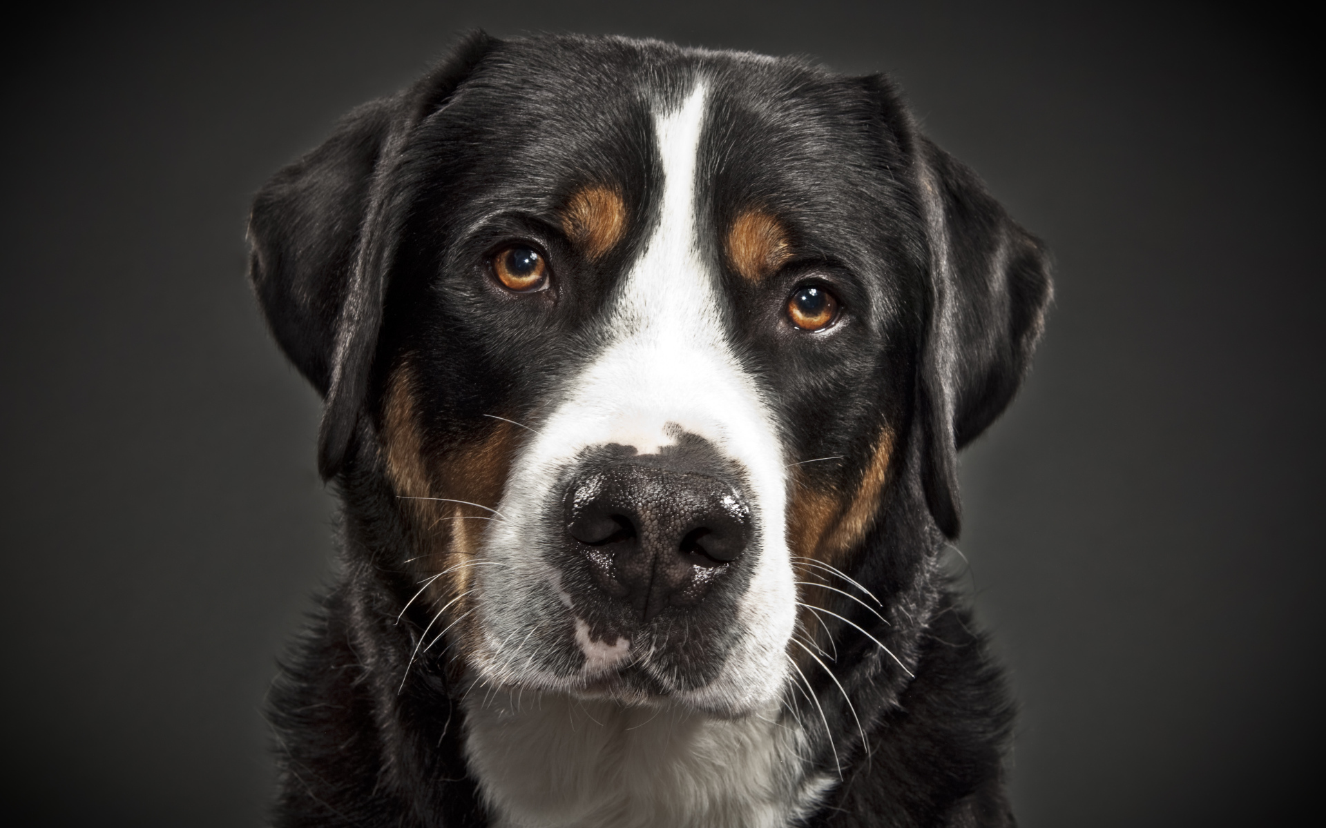 Портрет большого швейцарского зенненхунда