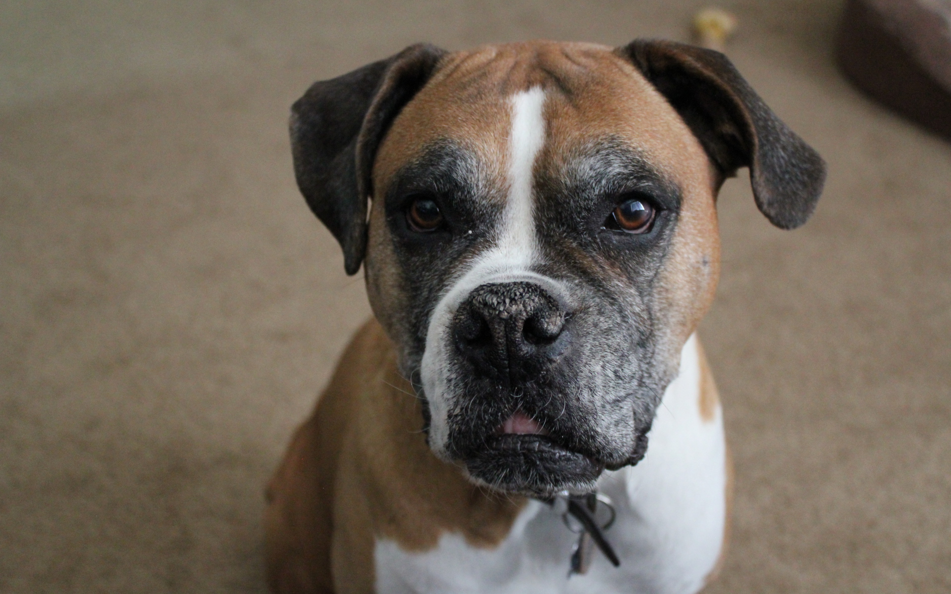 Портрет симпатичного боксёра