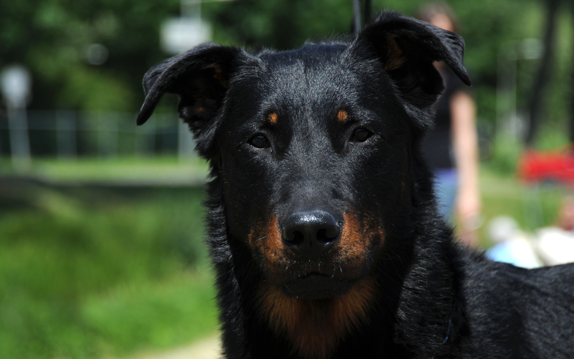 Портрет красивого босерона