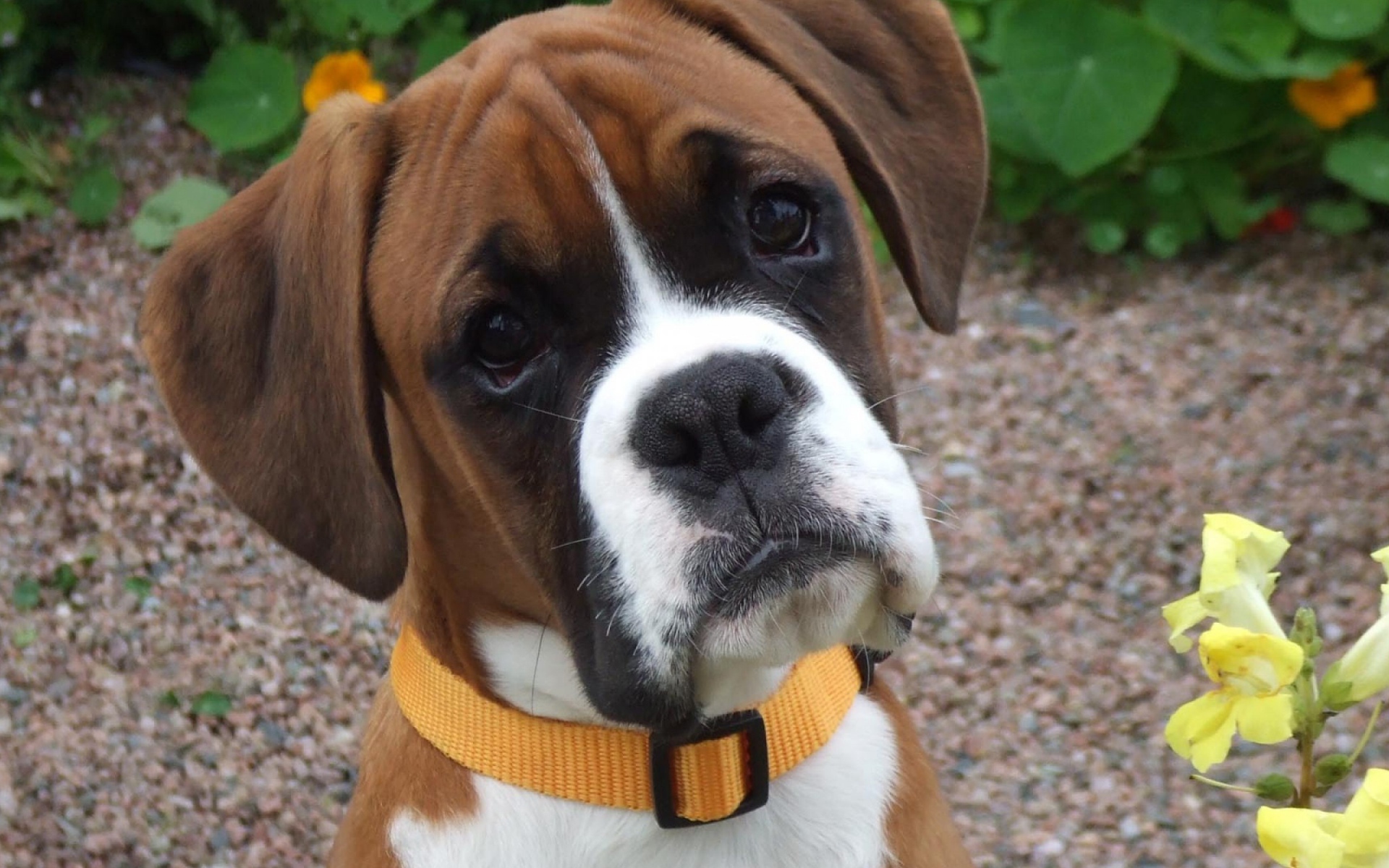 Портрет милого молодого боксёра