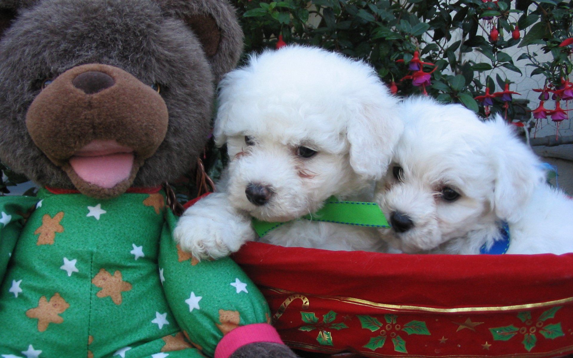 Щенки породы бишон-фриз и мягкая игрушка