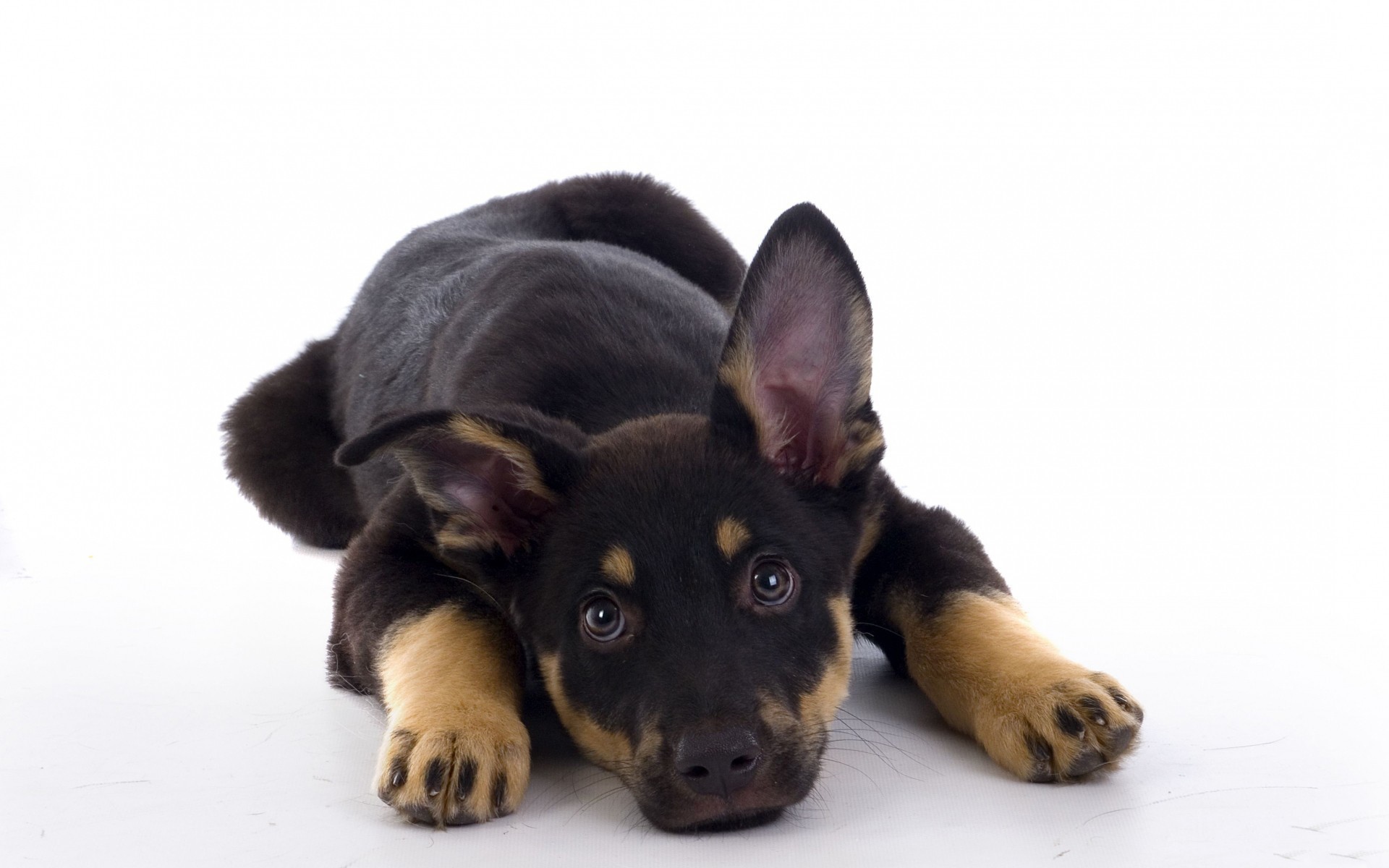 Щенок овчарки на белом фоне