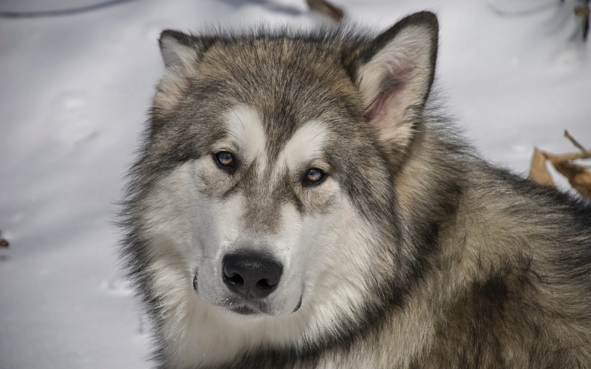 Грустный аляскинский маламут
