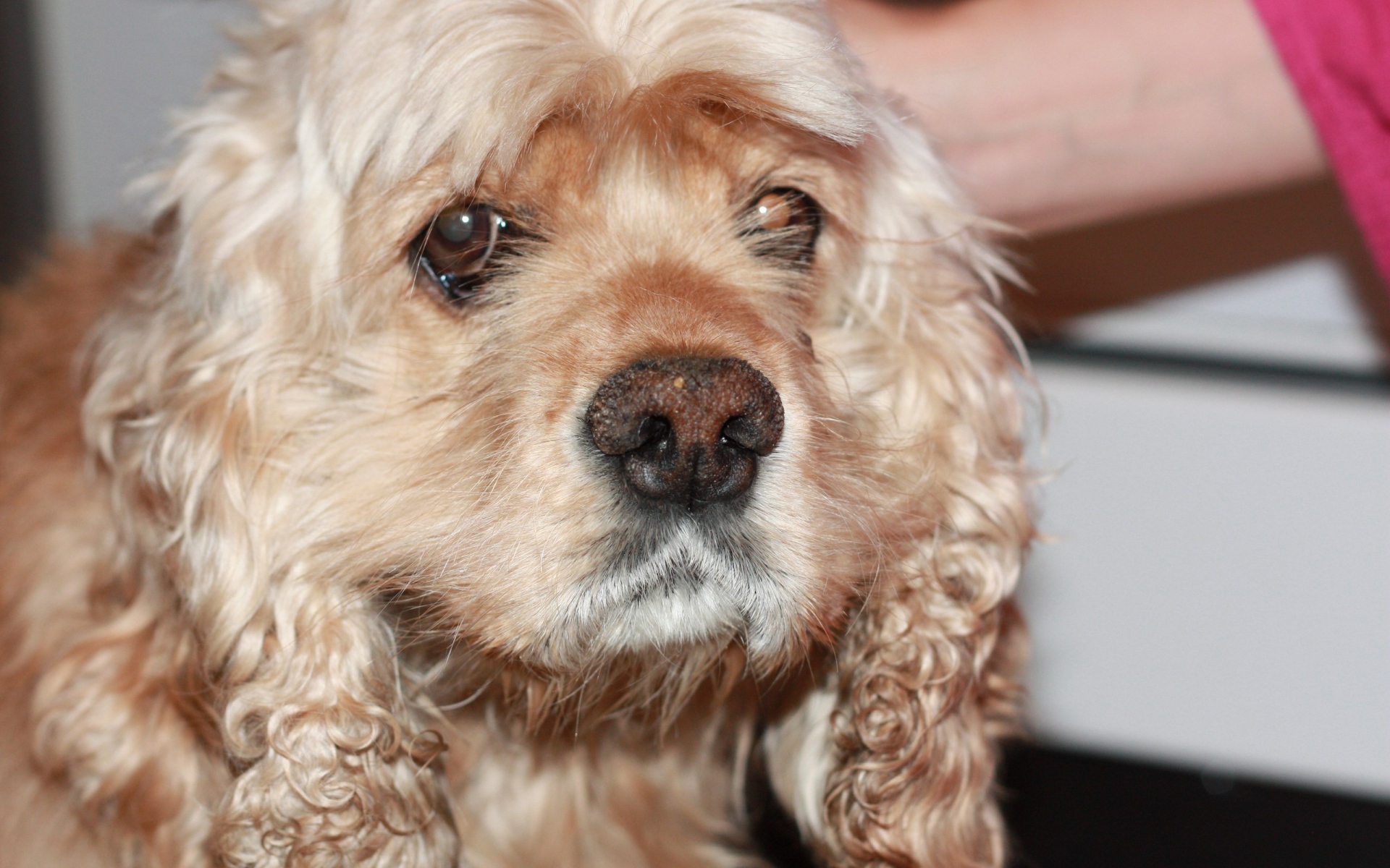 Грустный американский кокер-спаниель