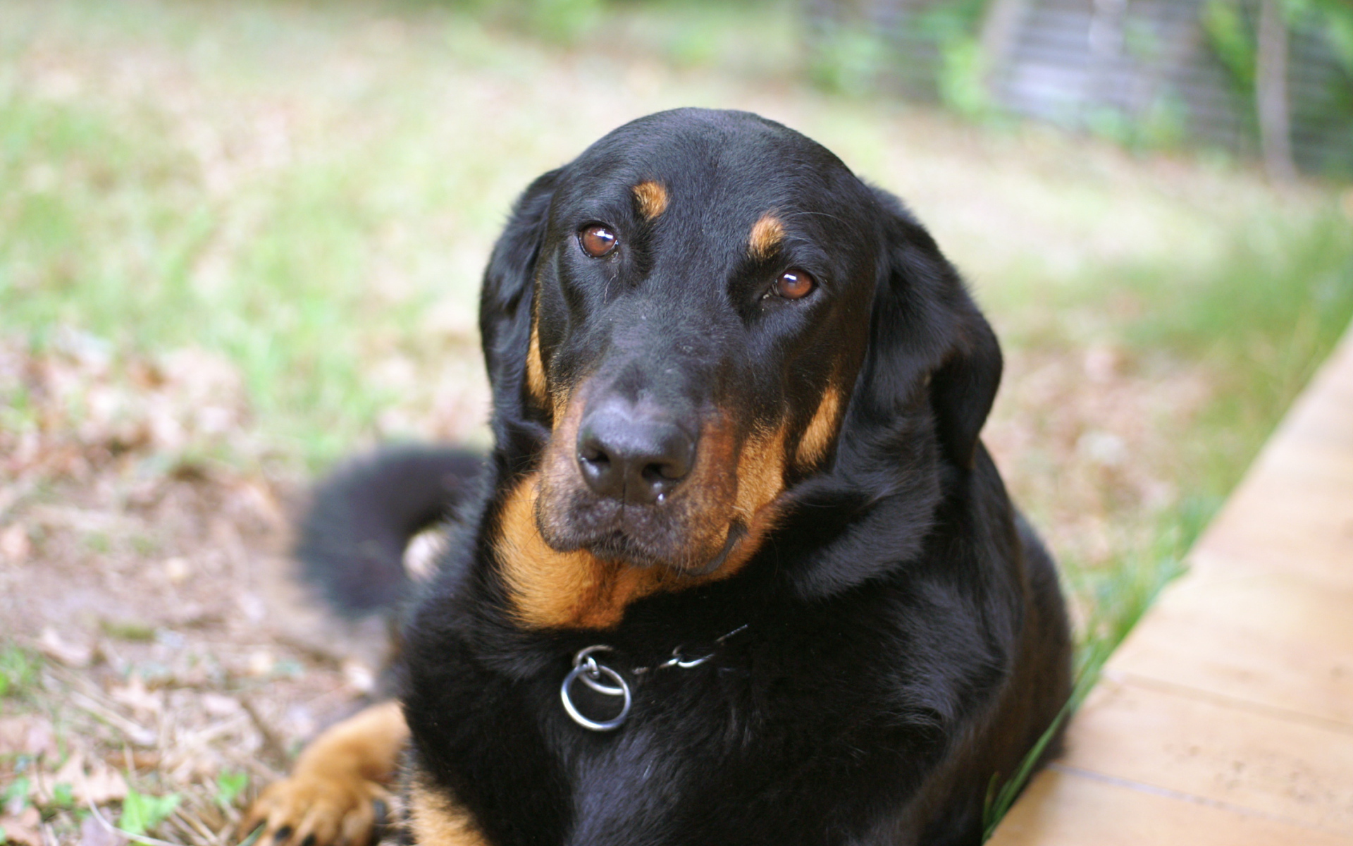 Грустный взрослый босерон лежит на траве