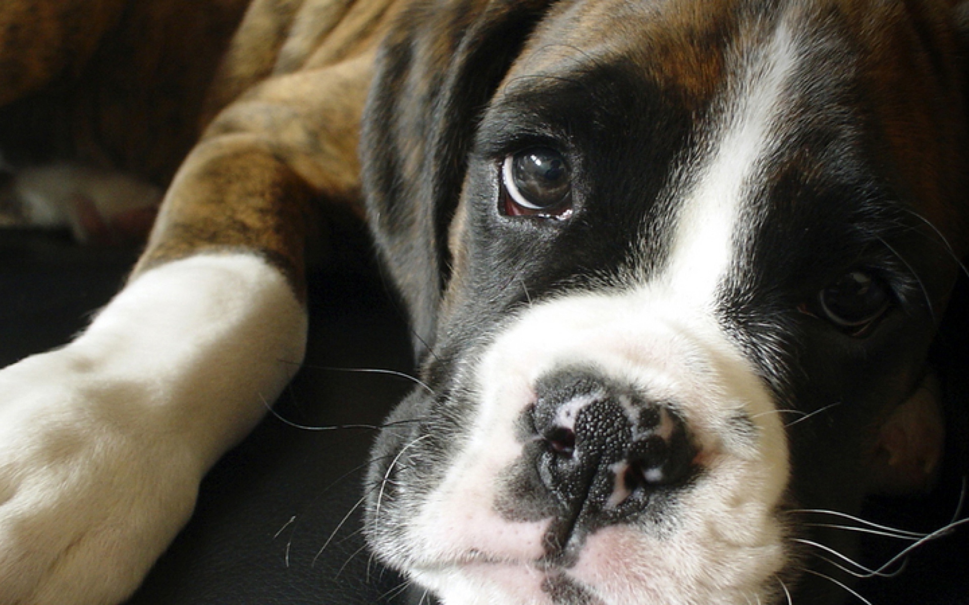 Грустный боксёр крупным планом