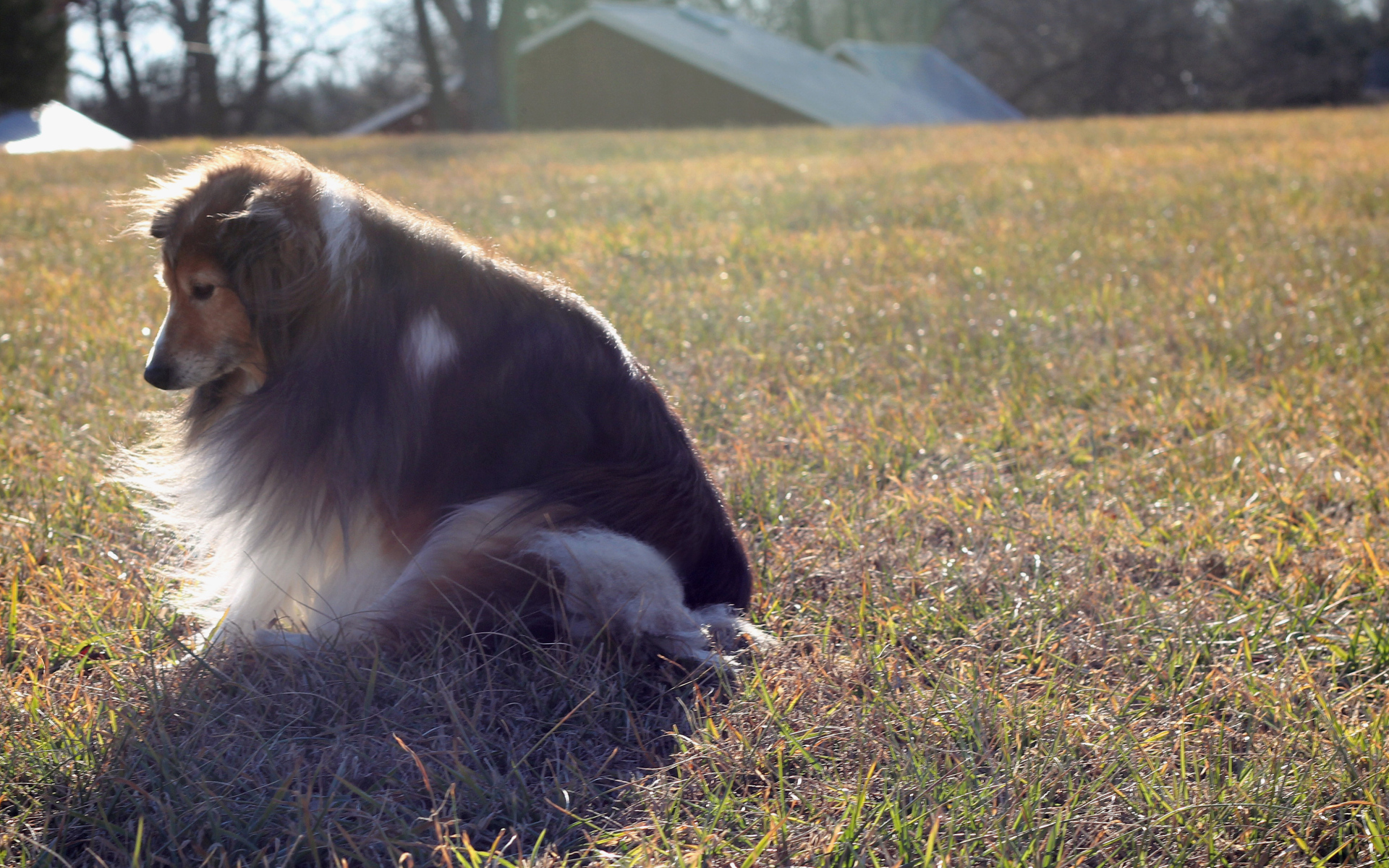 Грустная собака породы шелти