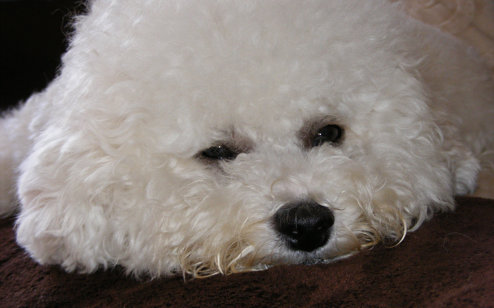 Грустная собака породы бишон-фриз