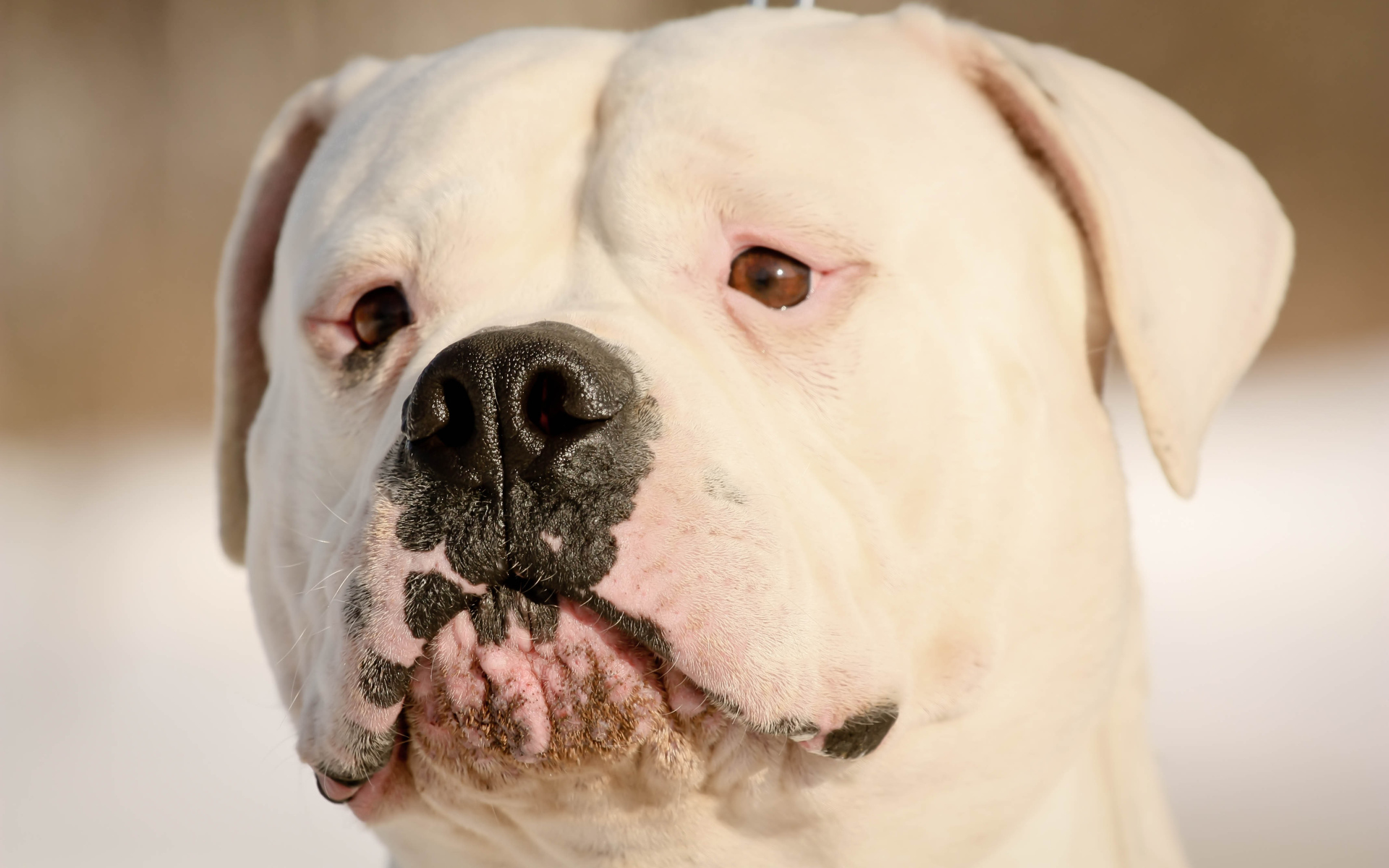 Серьёзный американский бульдог крупным планом
