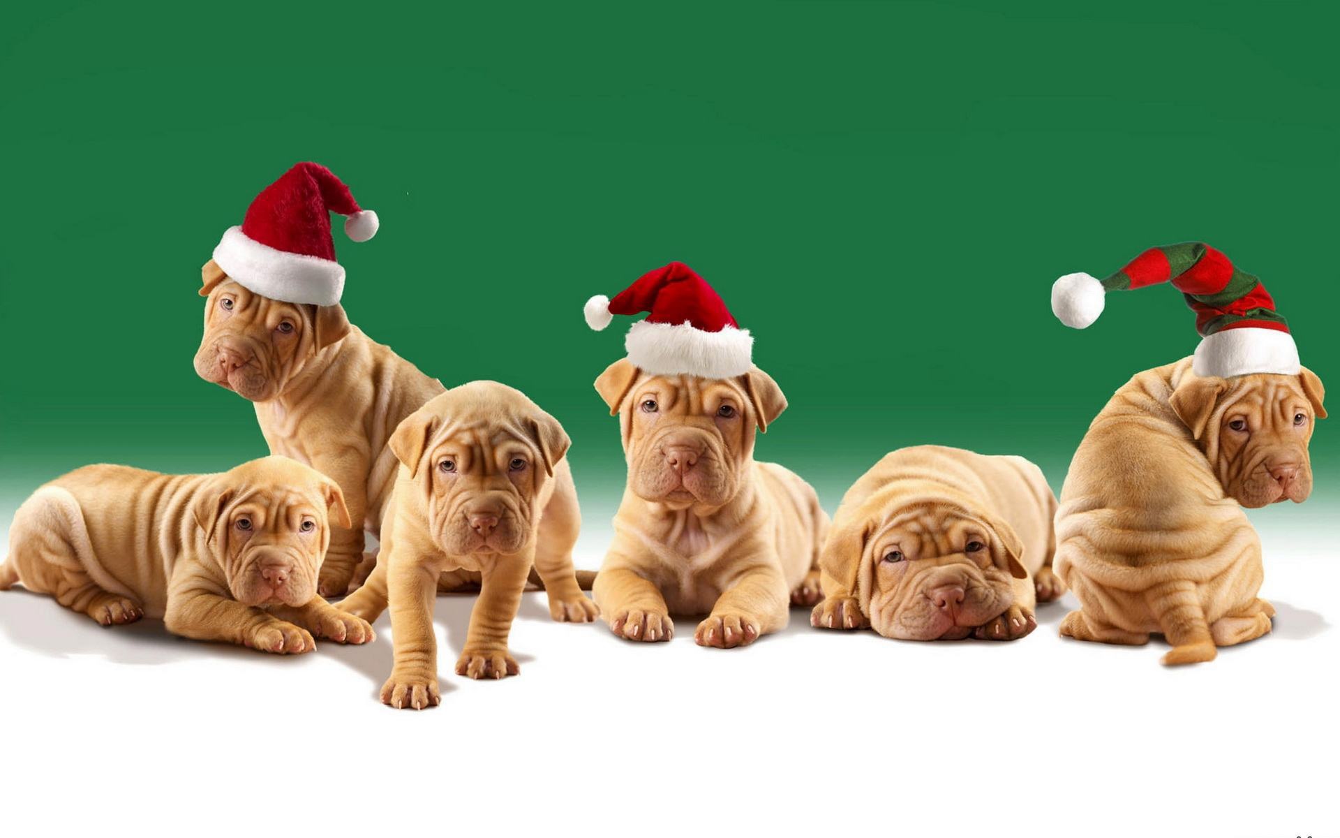 Шарпей щенки в шляпах Санта-Клауса