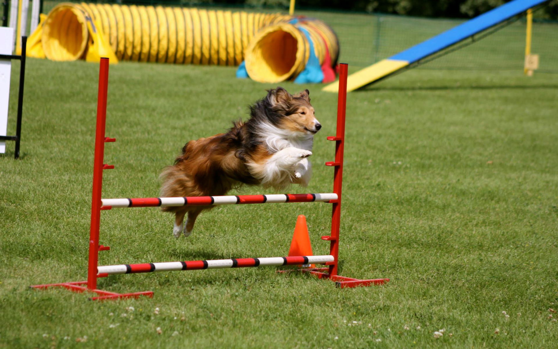 Собака породы шелти выполняет команду барьер