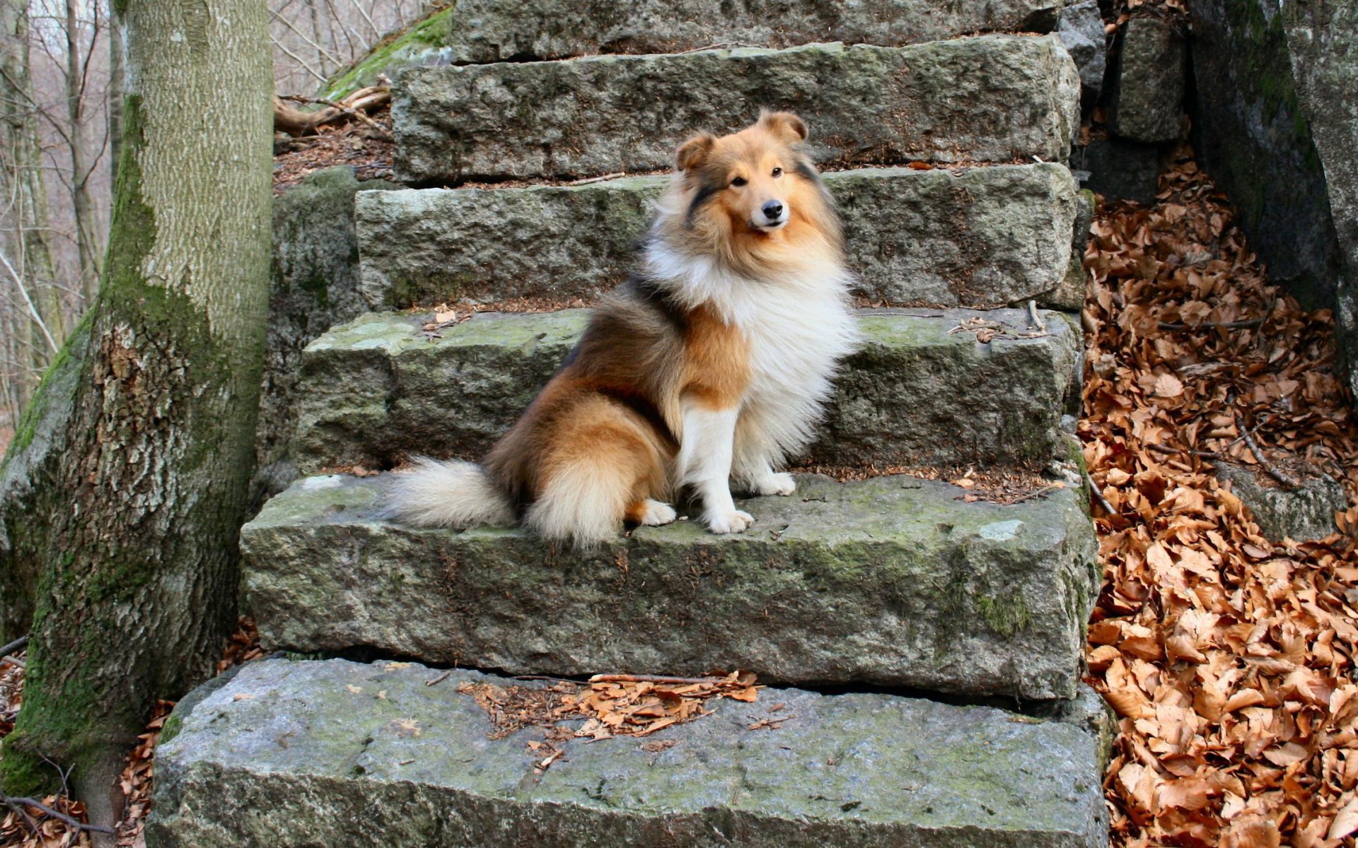 Собака породы шелти позирует на ступеньках