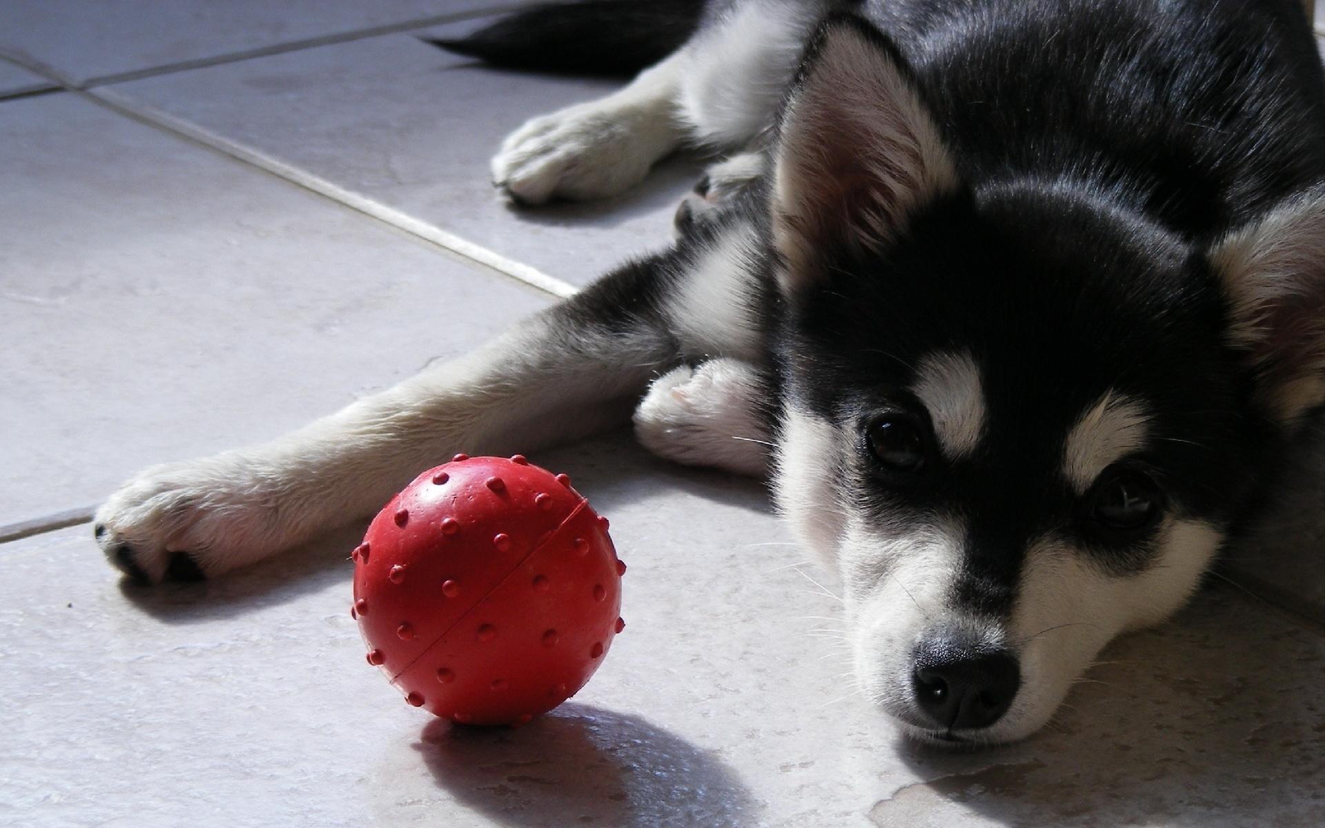 Сибирский хаски с красным мячом