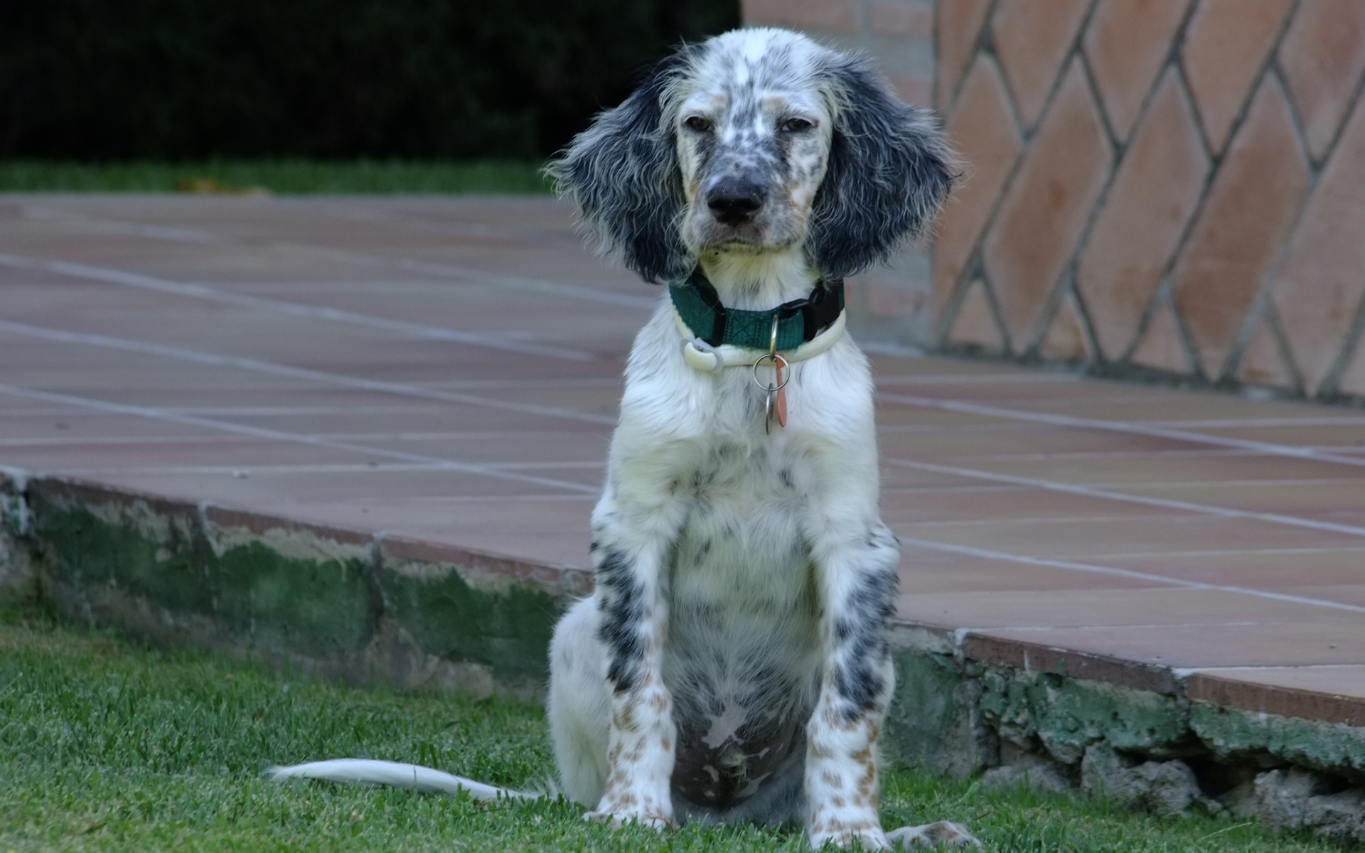 Сонный английский сеттер