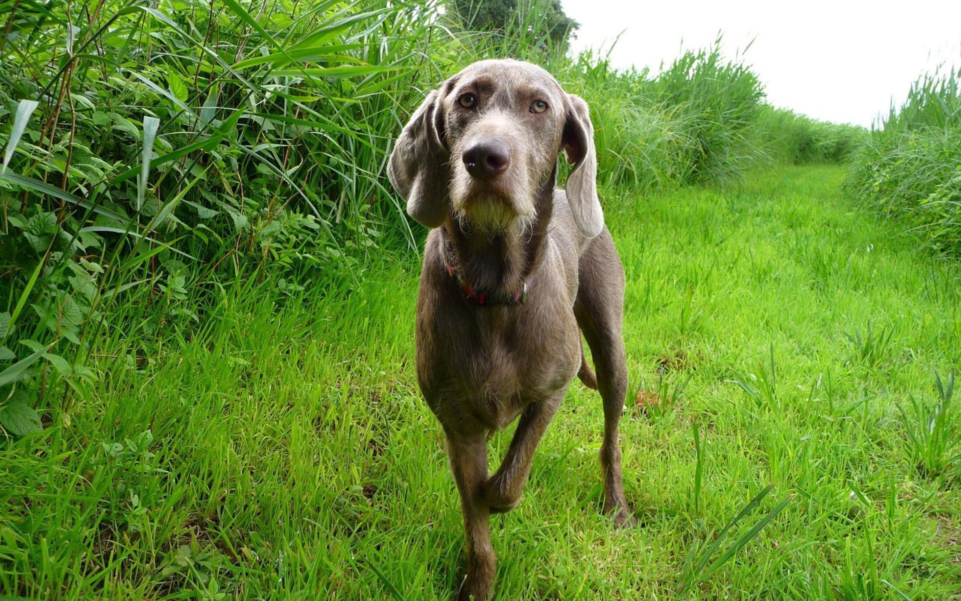 Словацкий Пойнтер в поле