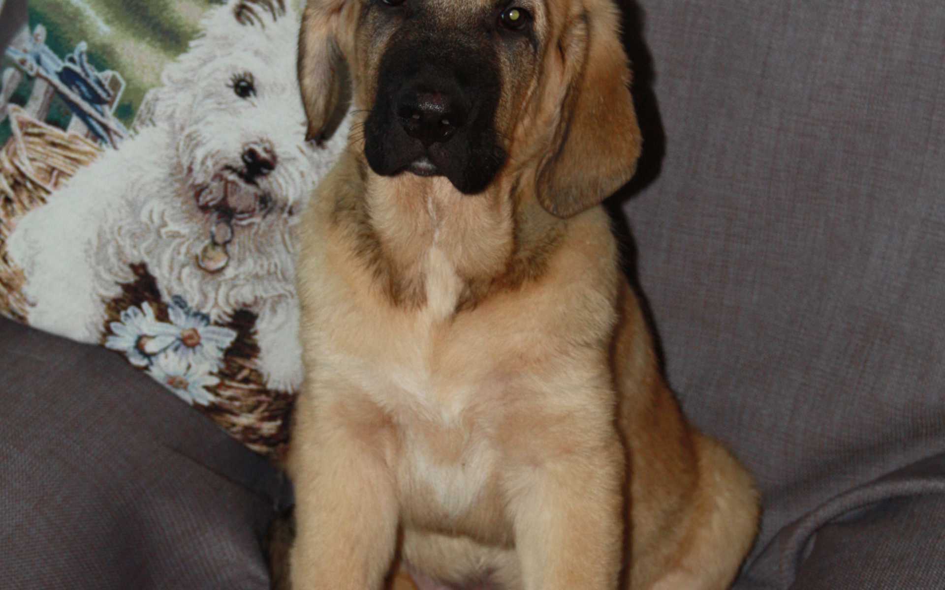 Испанский мастиф сидим на стуле