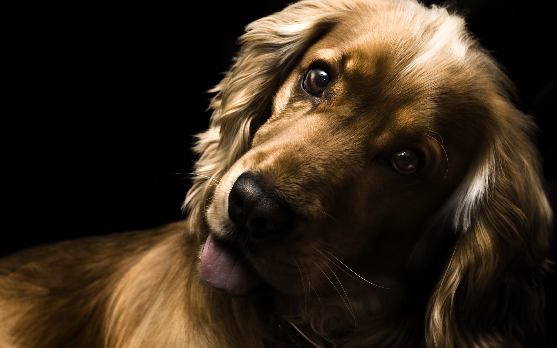 Удивлённый английский кокер-спаниель