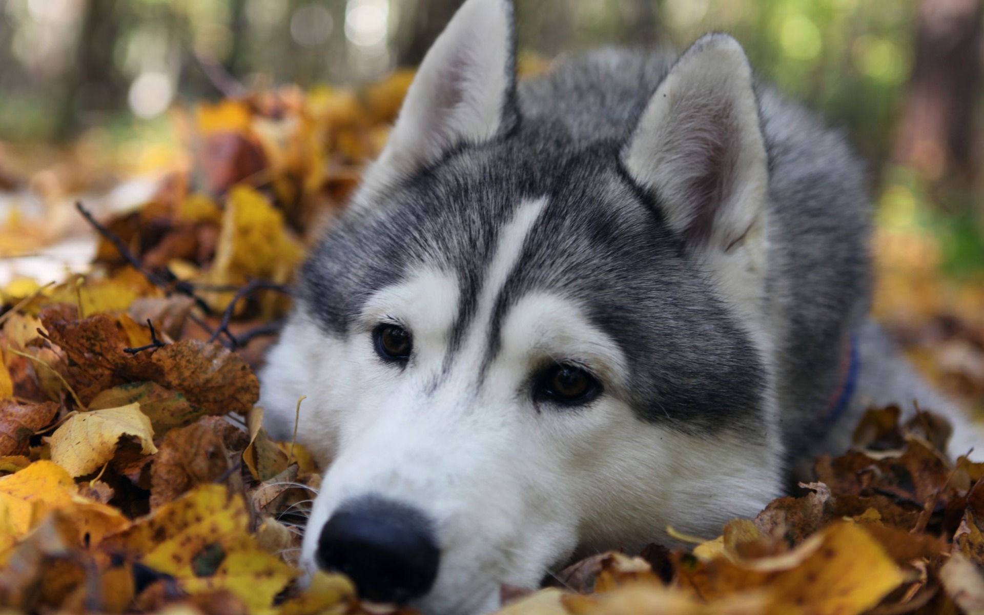 The Alaskan Malamute lying on autumn leaves