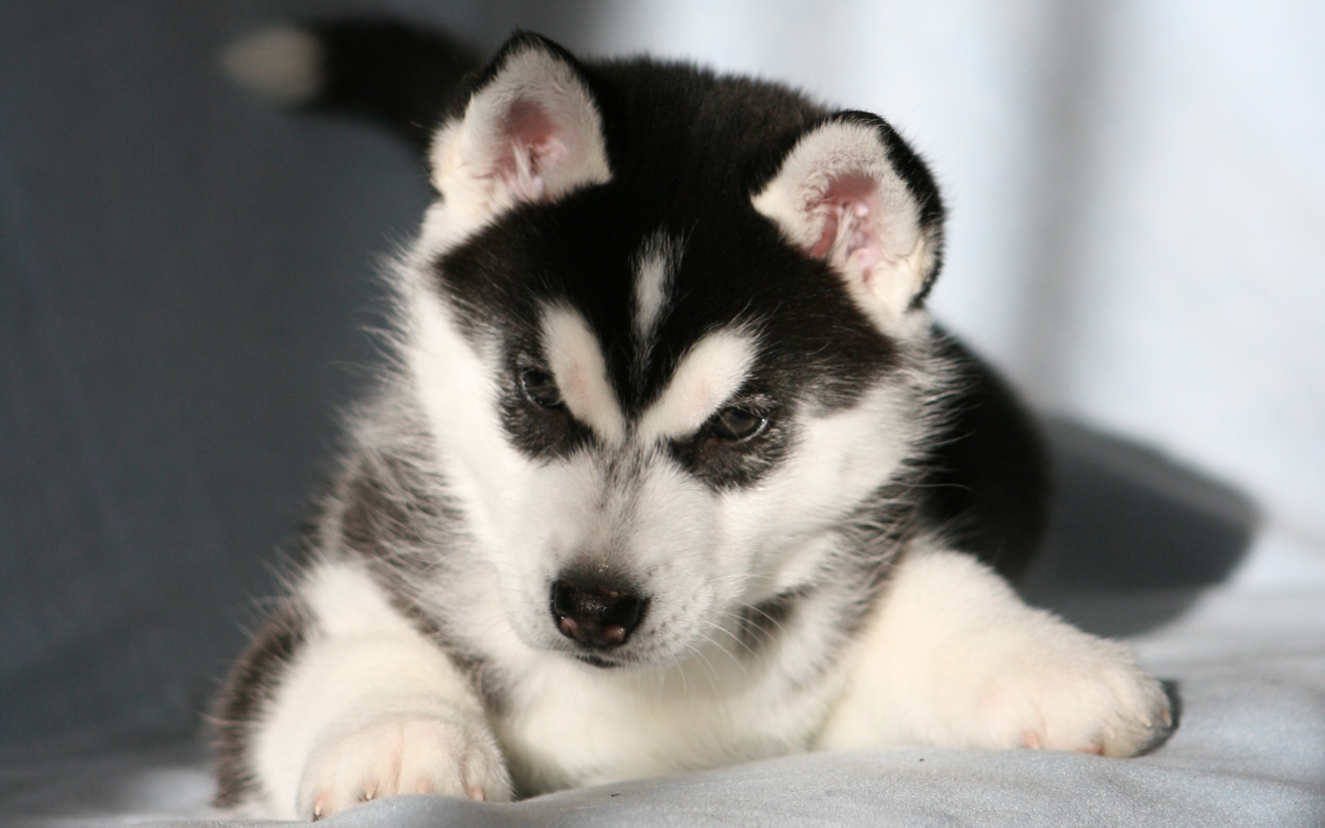 Щенок Сибирский хаски