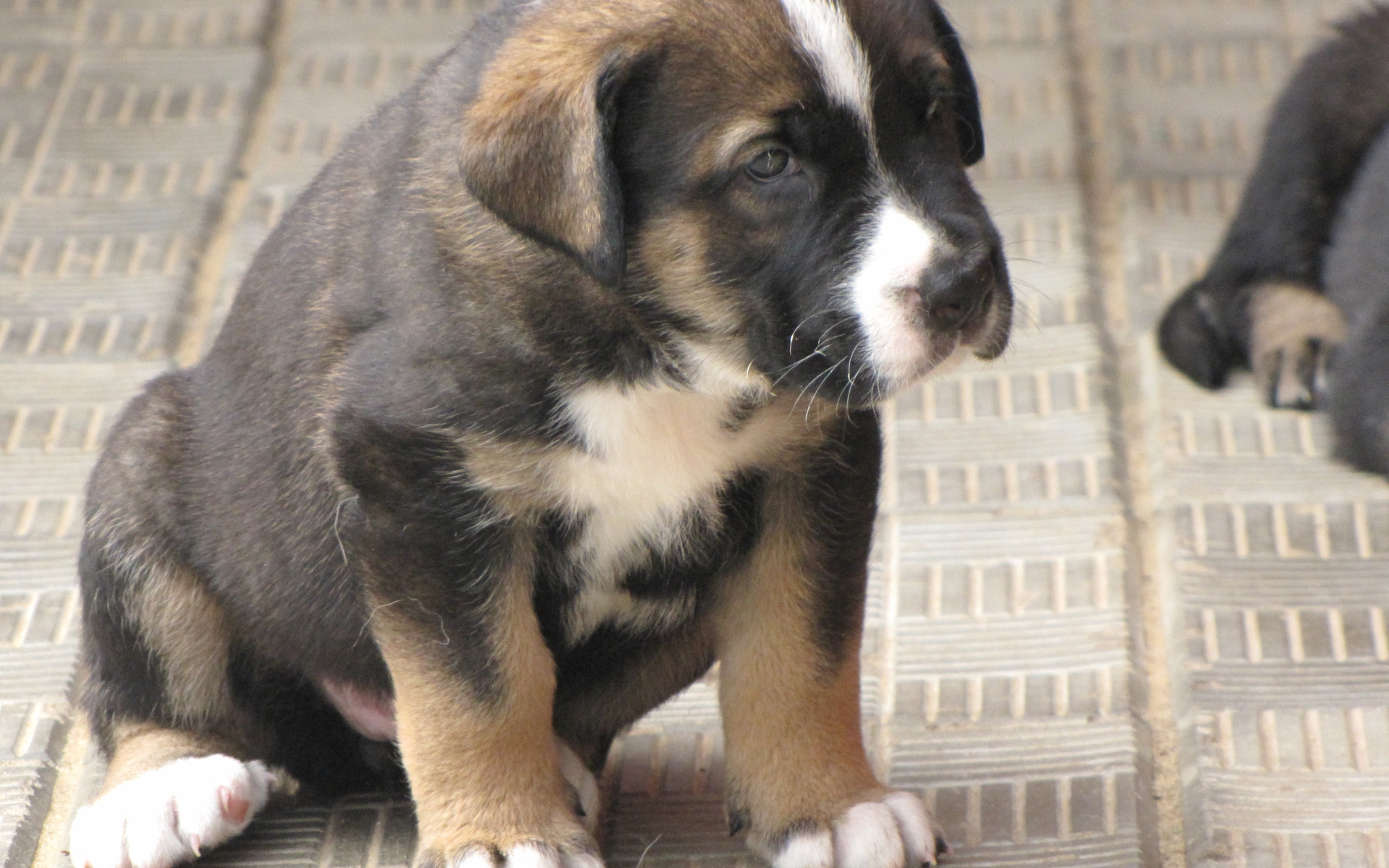 Испанский мастиф сидит на полу