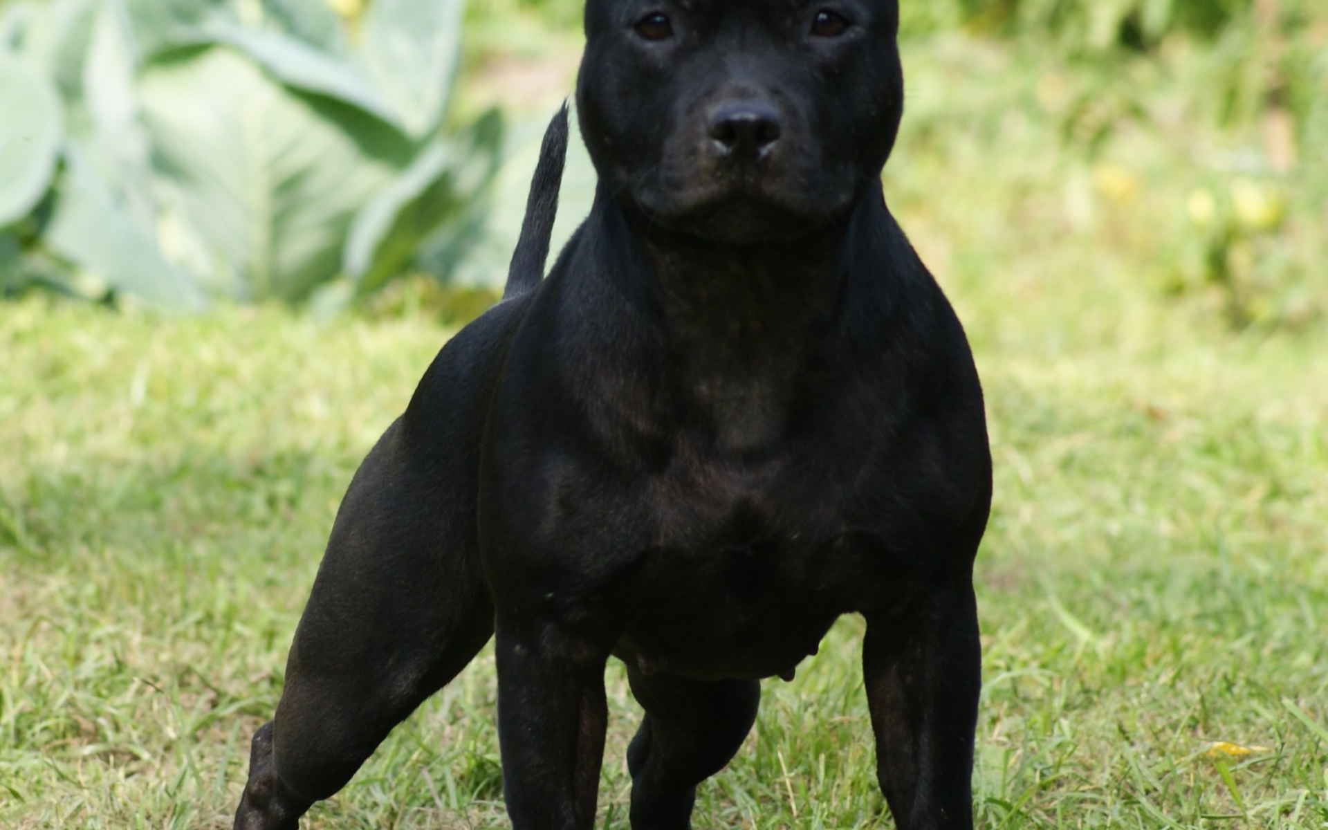 Агрессивный Стаффордширский бультерьер