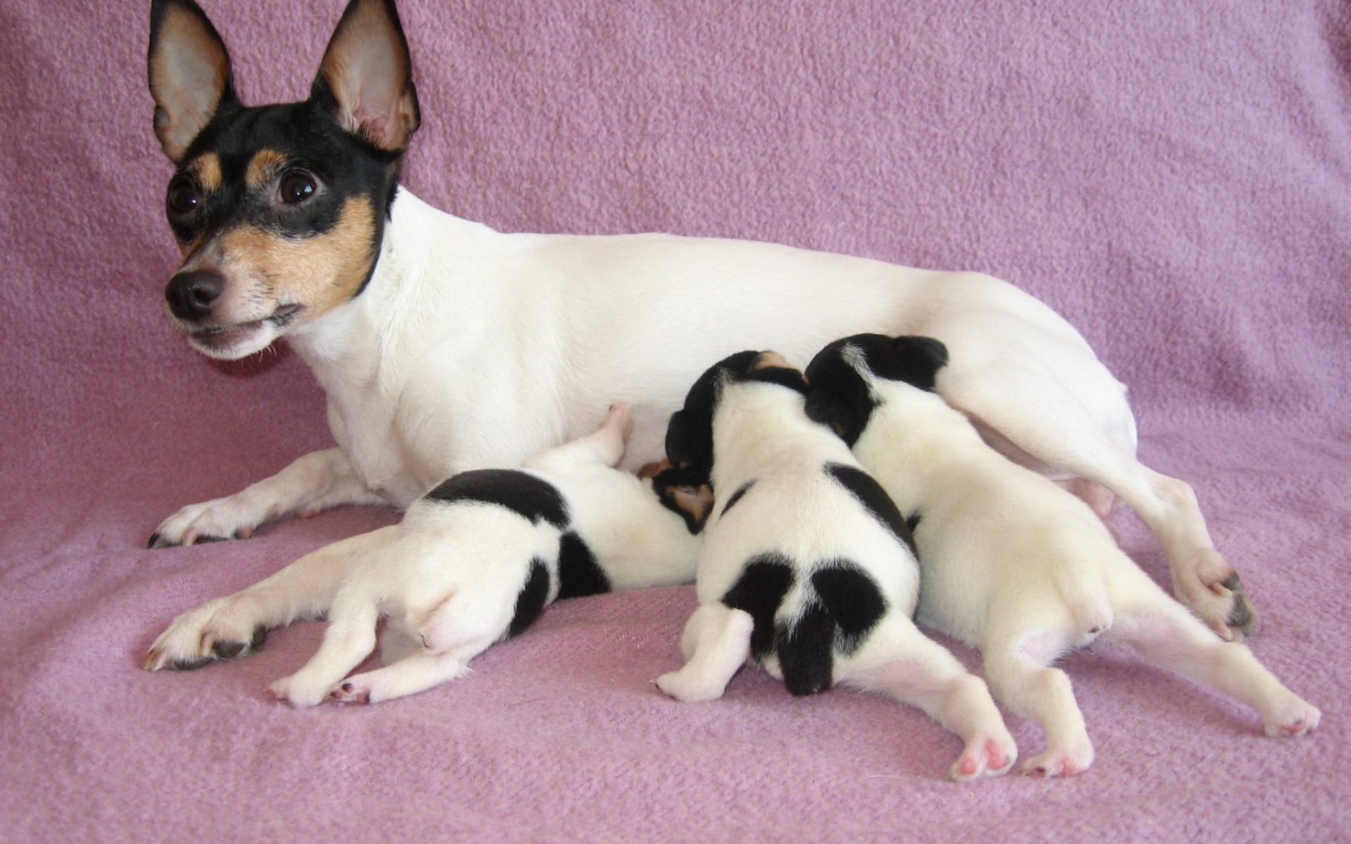 семья Фокстерьер