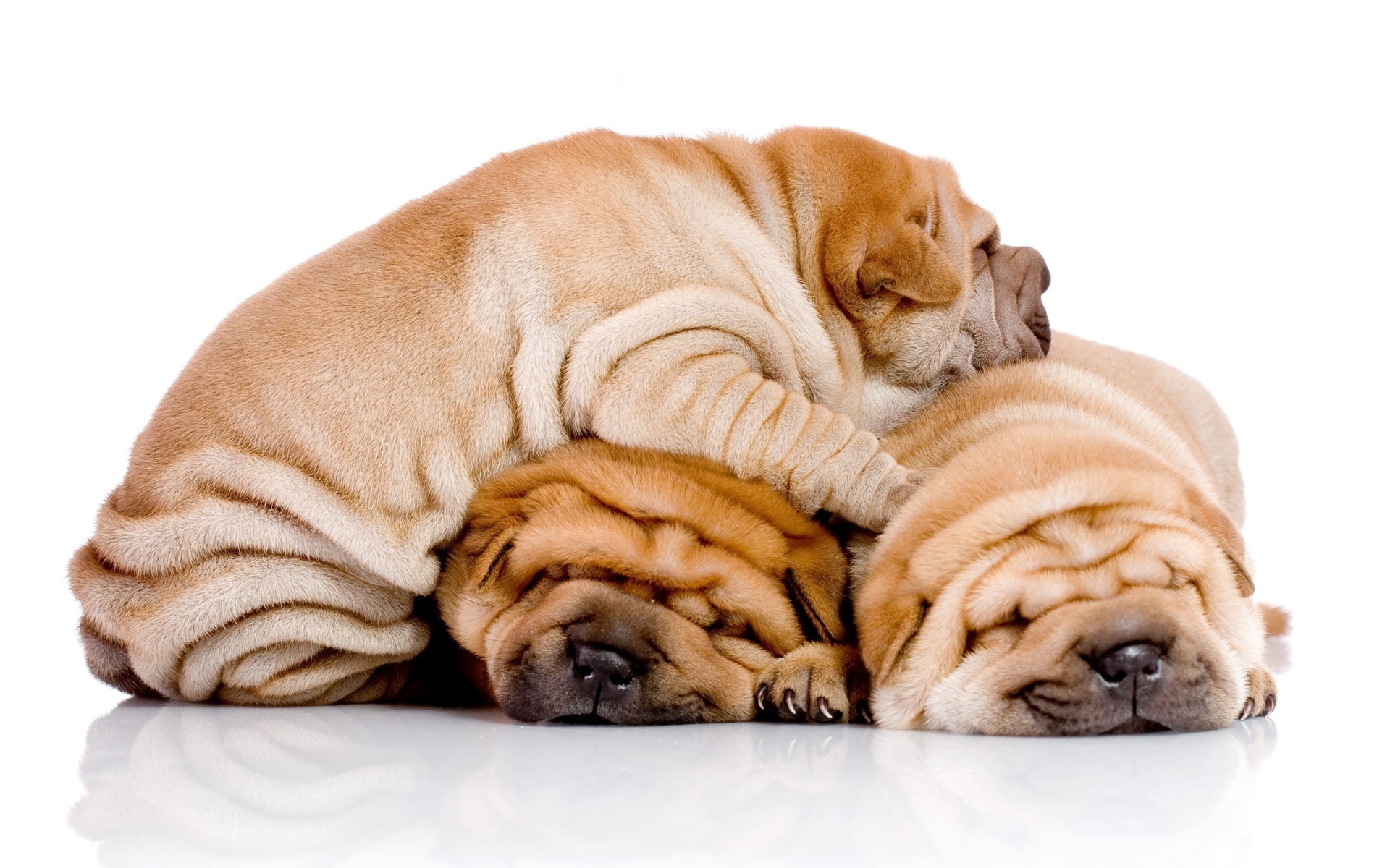Три щенка шарпей спят друг на друге