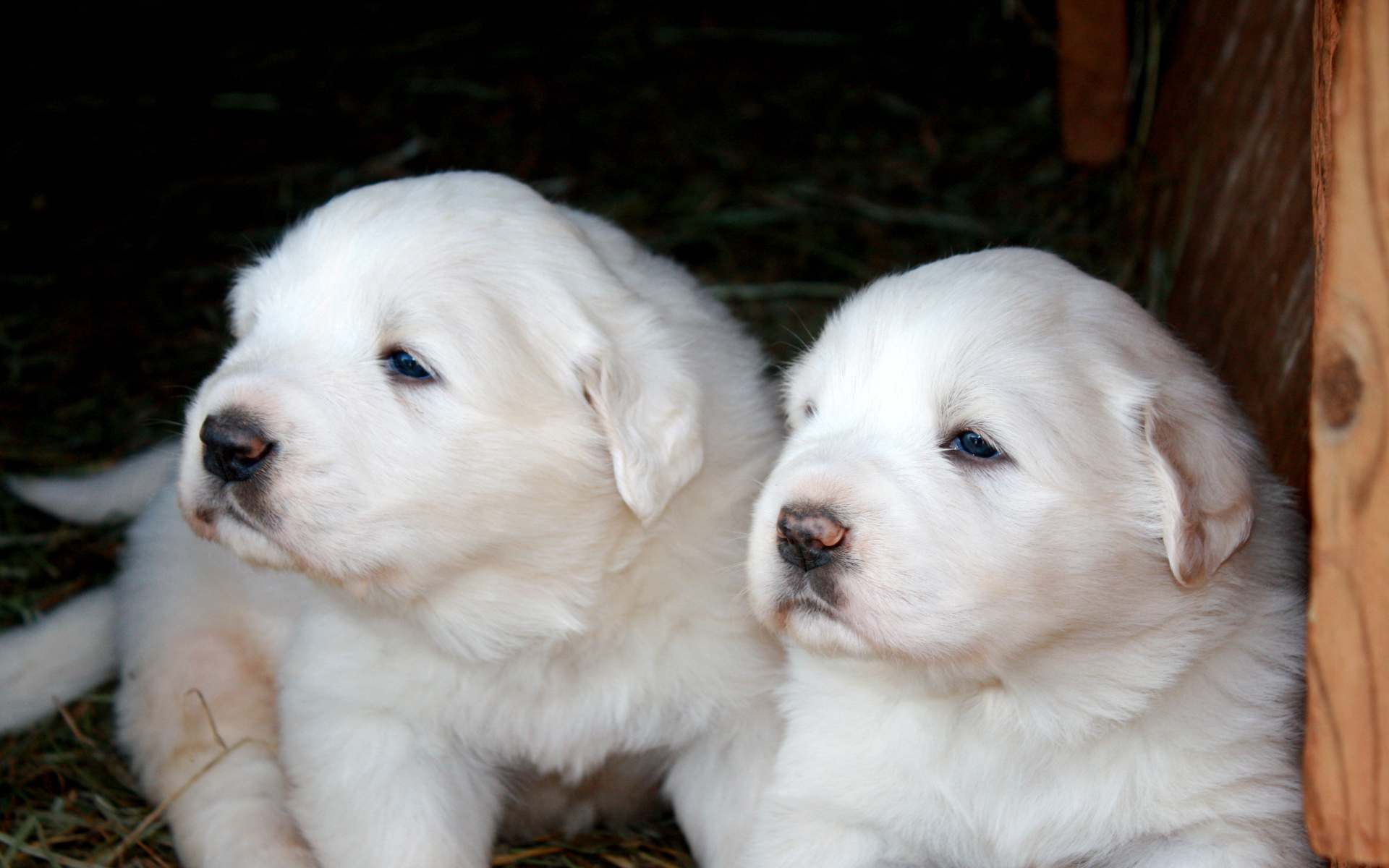 Два щенка большой пиренейской собаки